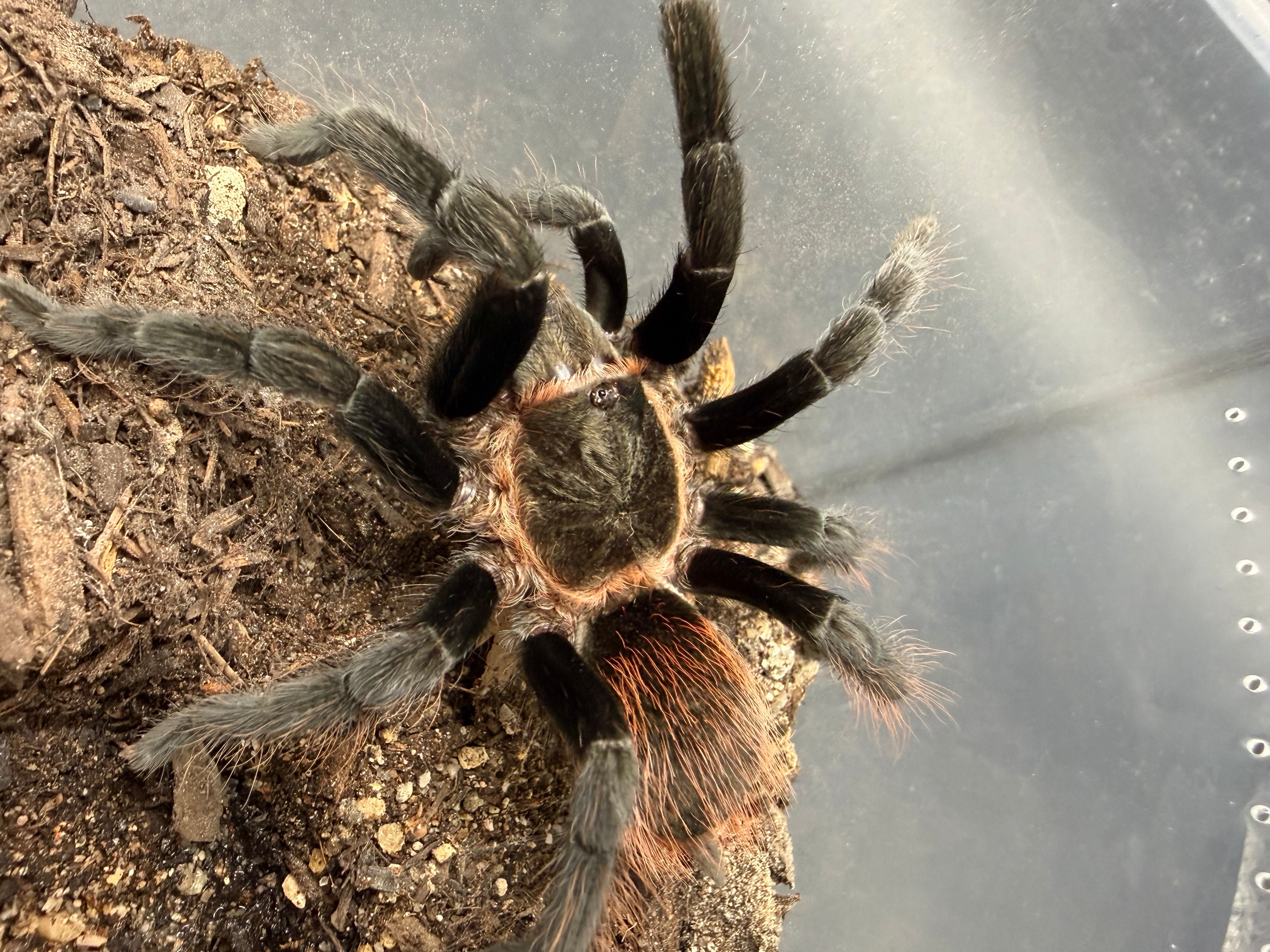 Yucatan Rustrump Tarantula (Tliltocatl epicureanus) - 2.75" (Unsexed) photo 3