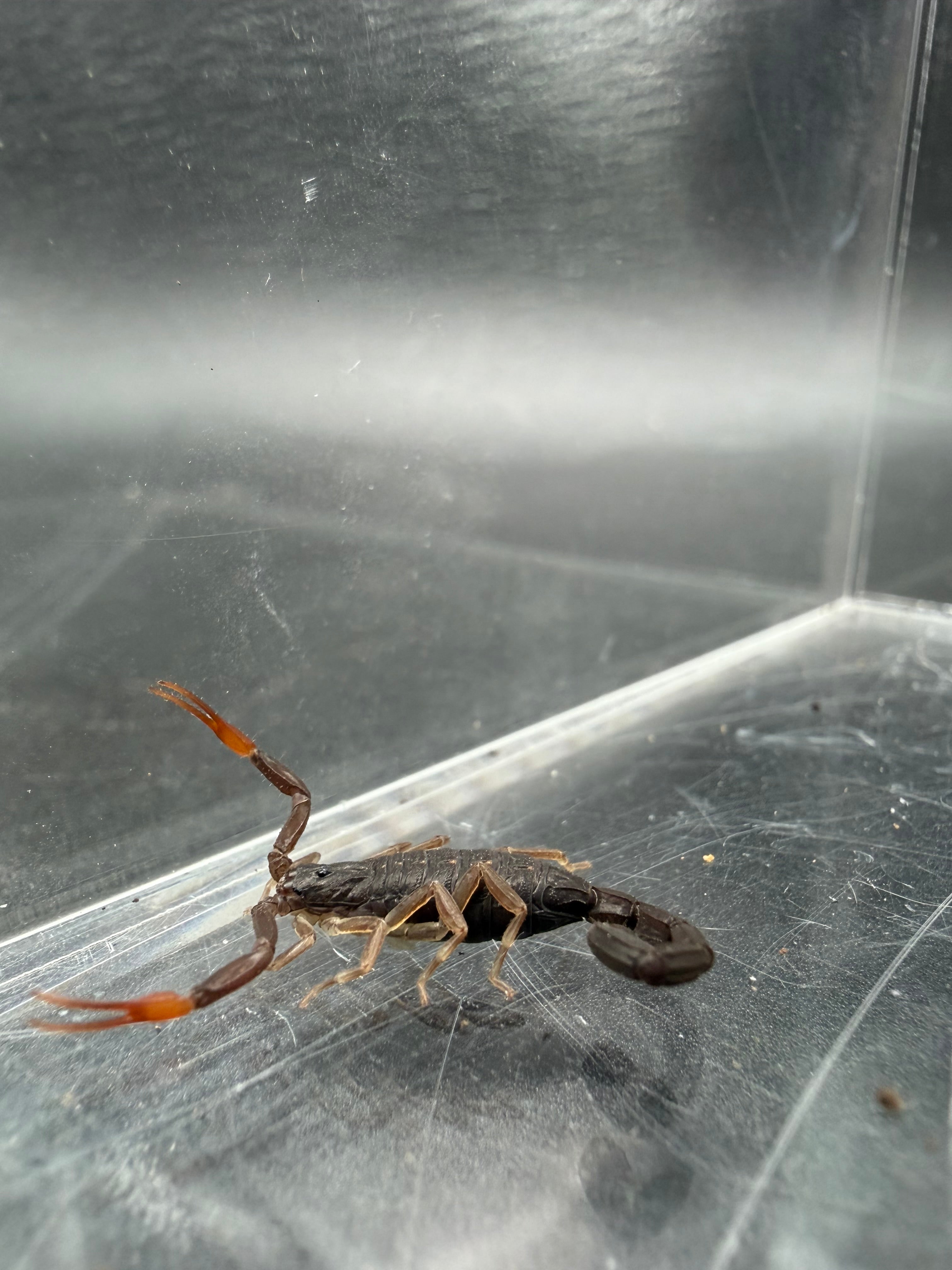 Florida Bark Scorpion (Centruroides gracilis) - 1/4-1/2" (Scorpling, 1st-2nd Instar CB)