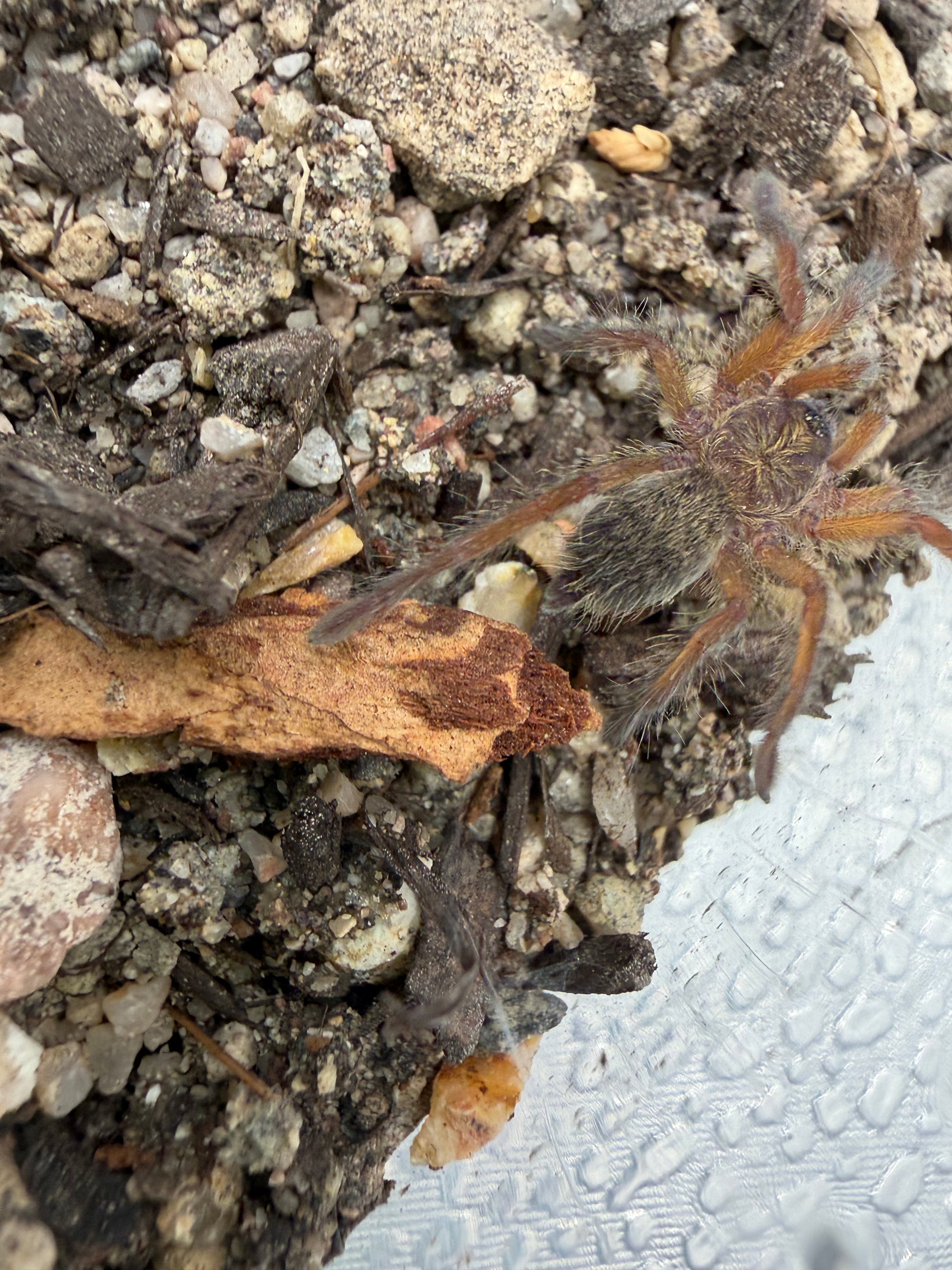 Golden Blue Leg Baboon Tarantula (Harpactira pulchripes) - 0.5-0.75" (Sling) photo 3