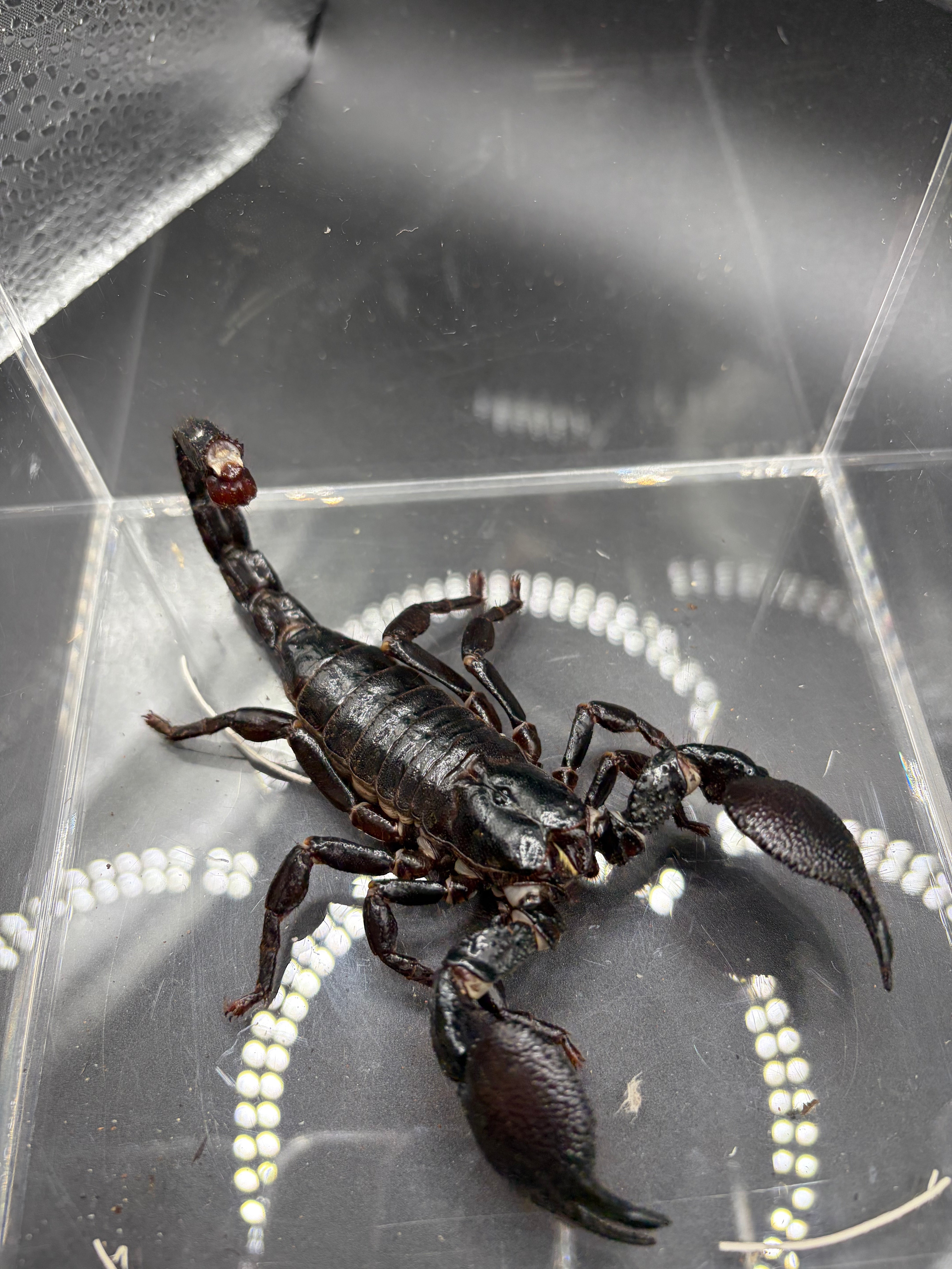 Emperor Scorpion (Pandinus imperator) - 2-5" (Mixed Sizes WC)