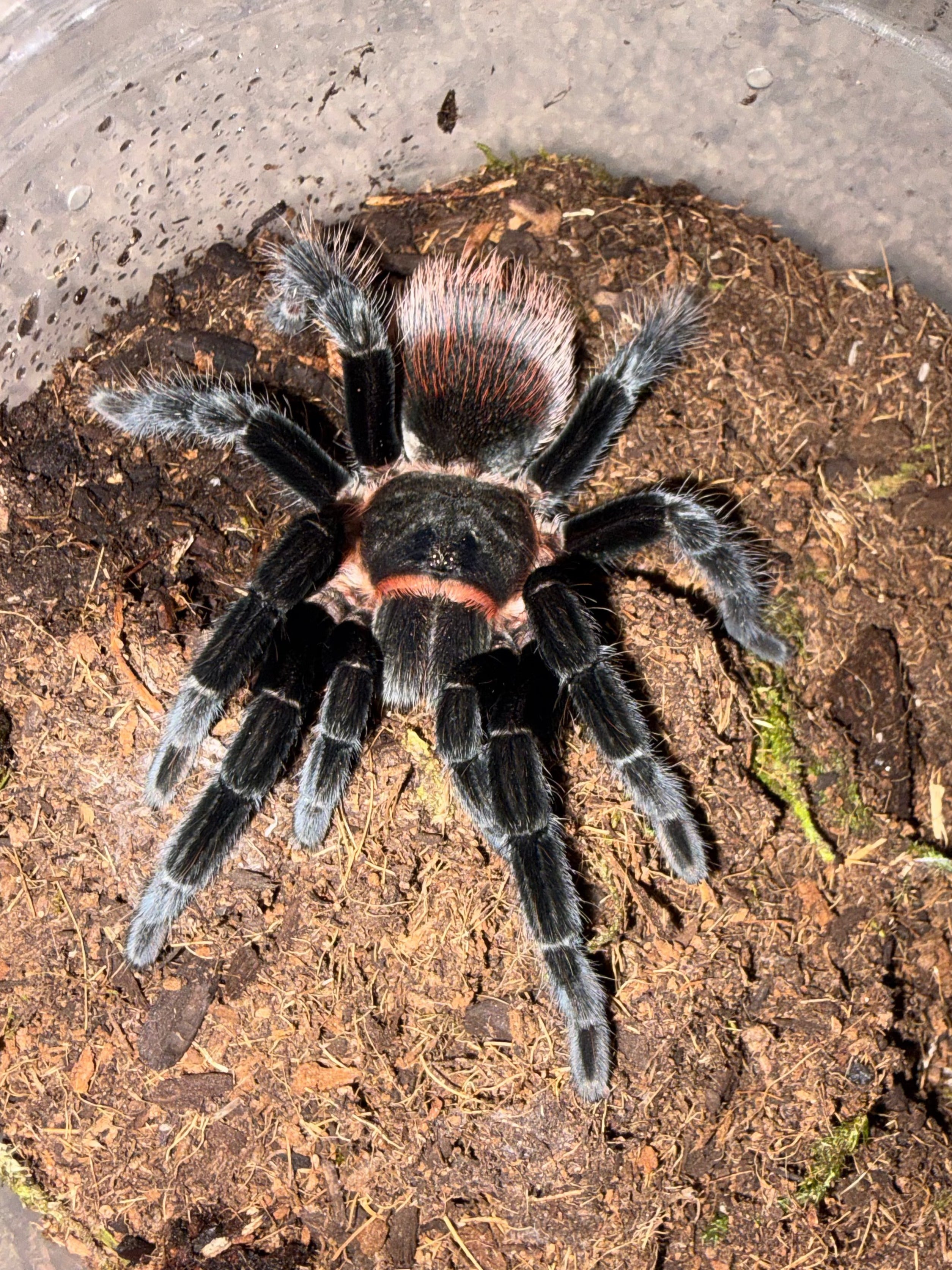 Mexican Red Rump Tarantula (Tliltocatl vagans) - 3.5" (Unsexed) photo 2