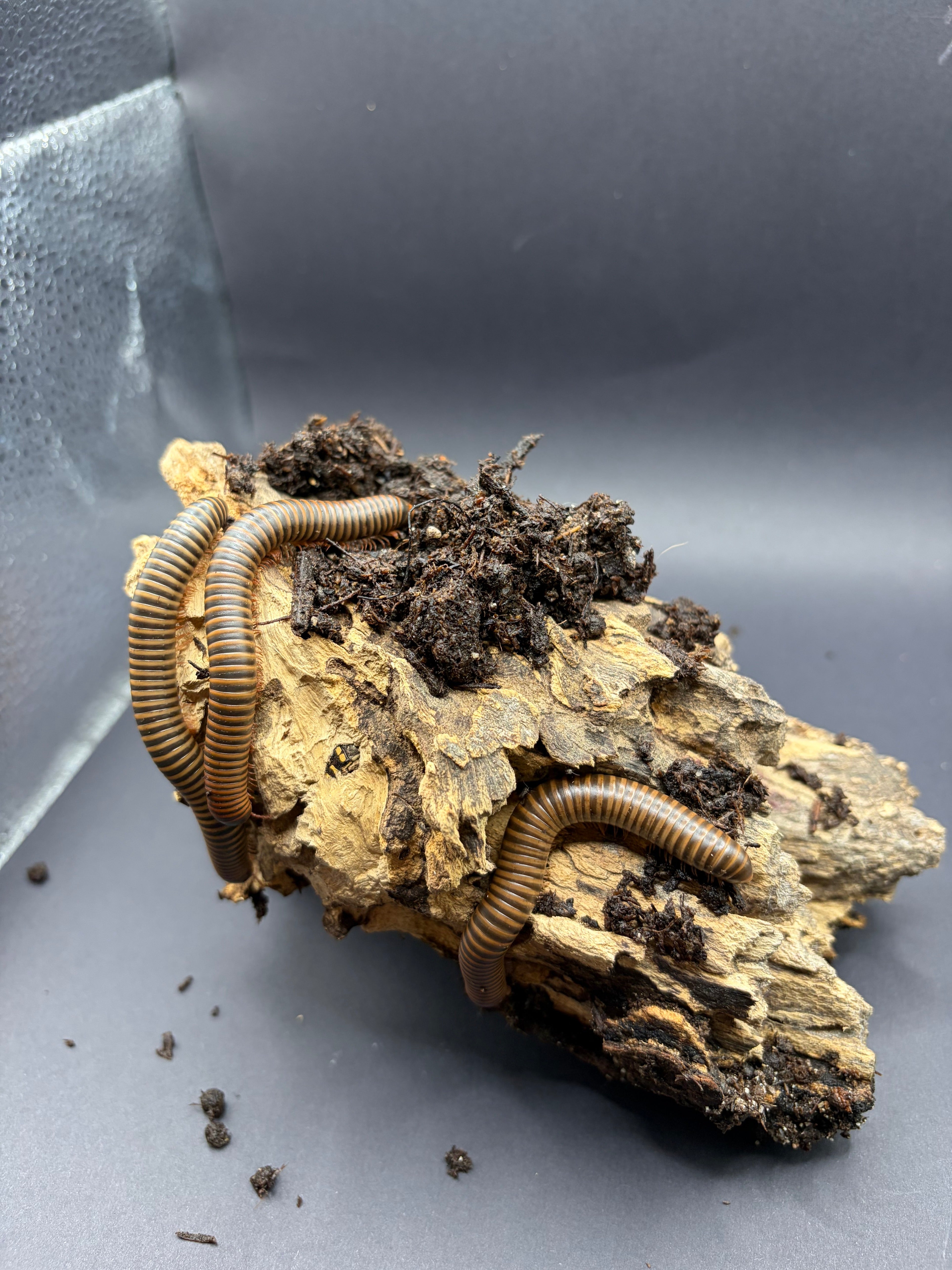 10 Count Lot - American Pinkfoot Millipede (Narceus americanus) - 2-4" (Mixed Sizes WC) photo 2