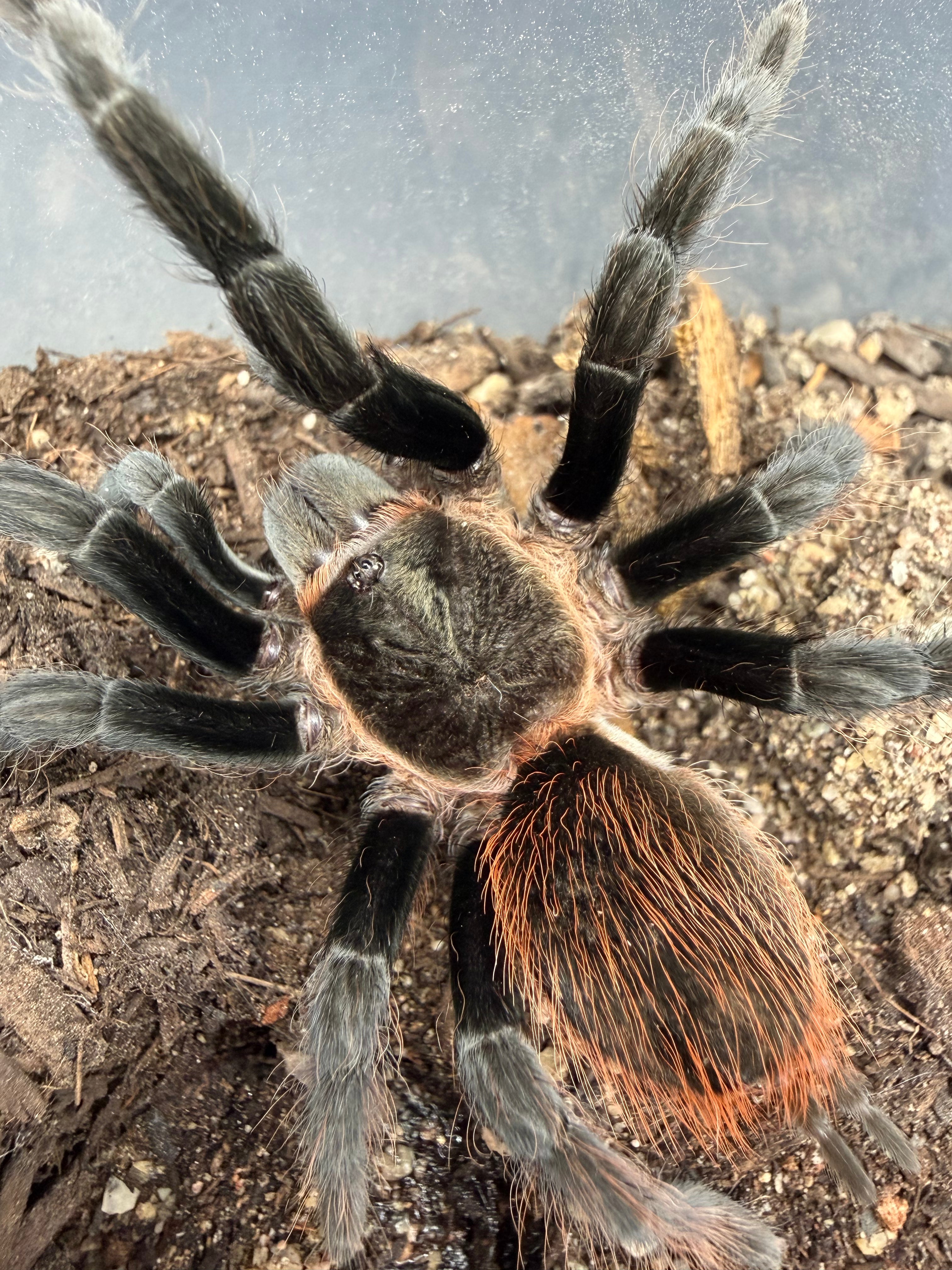 Yucatan Rustrump Tarantula (Tliltocatl epicureanus) - 2.75" (Unsexed)