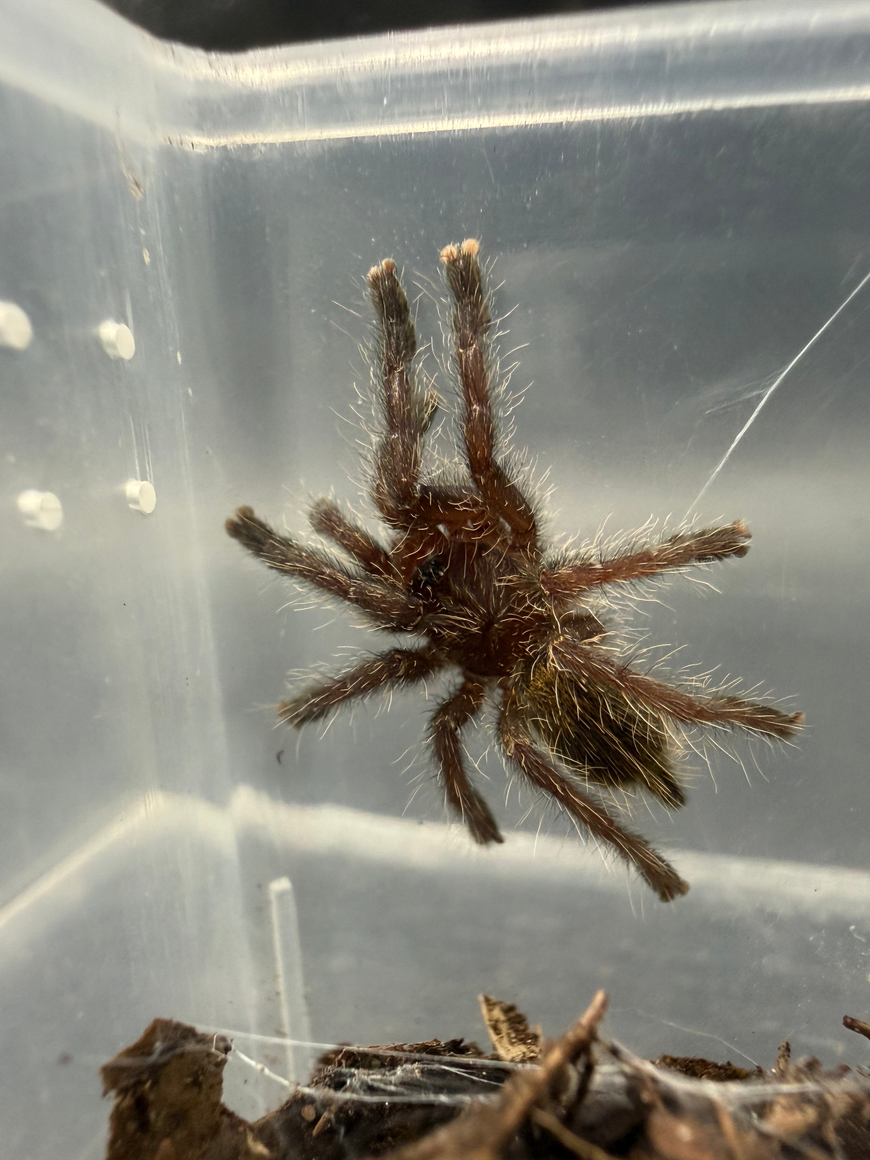 Gold & Orange Baboon Tarantula (Pterinochilus murinus DCF 'Kigoma') - 1-1.25" (Sling) photo 3