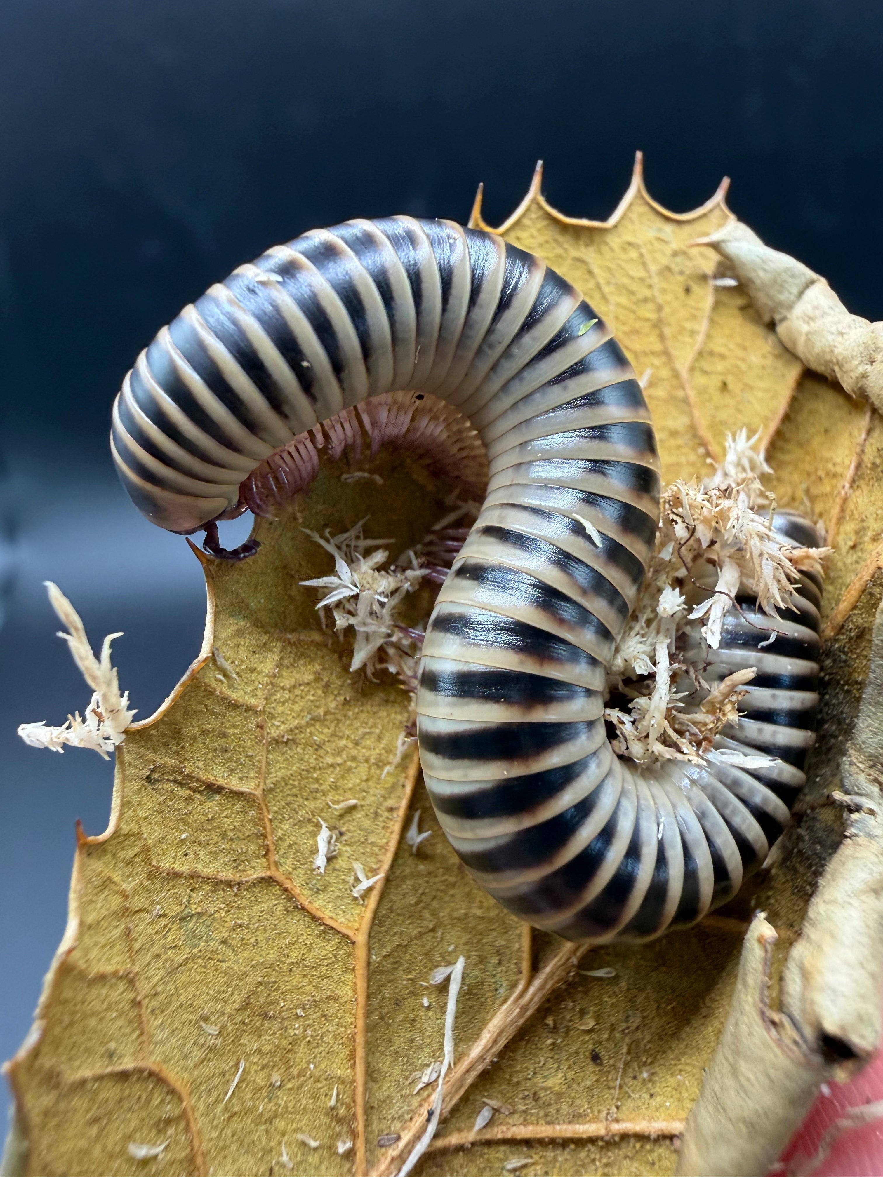 Ivory Millipede (Chicobolus spinigerus) - 4-5" (Adult WC)