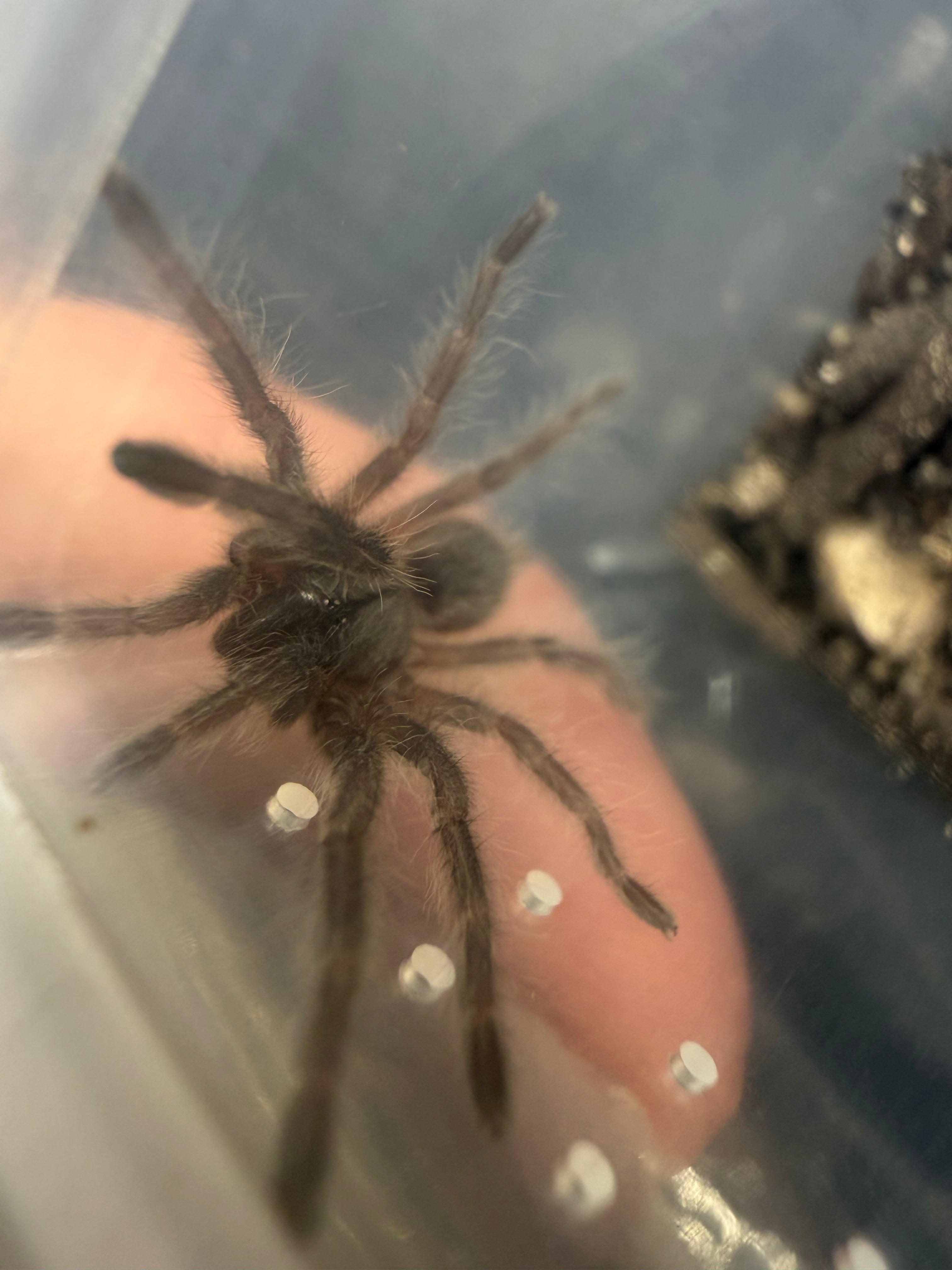 Socotra Island Blue Tarantula (Monocentropus balfouri) - 1" (Sling)