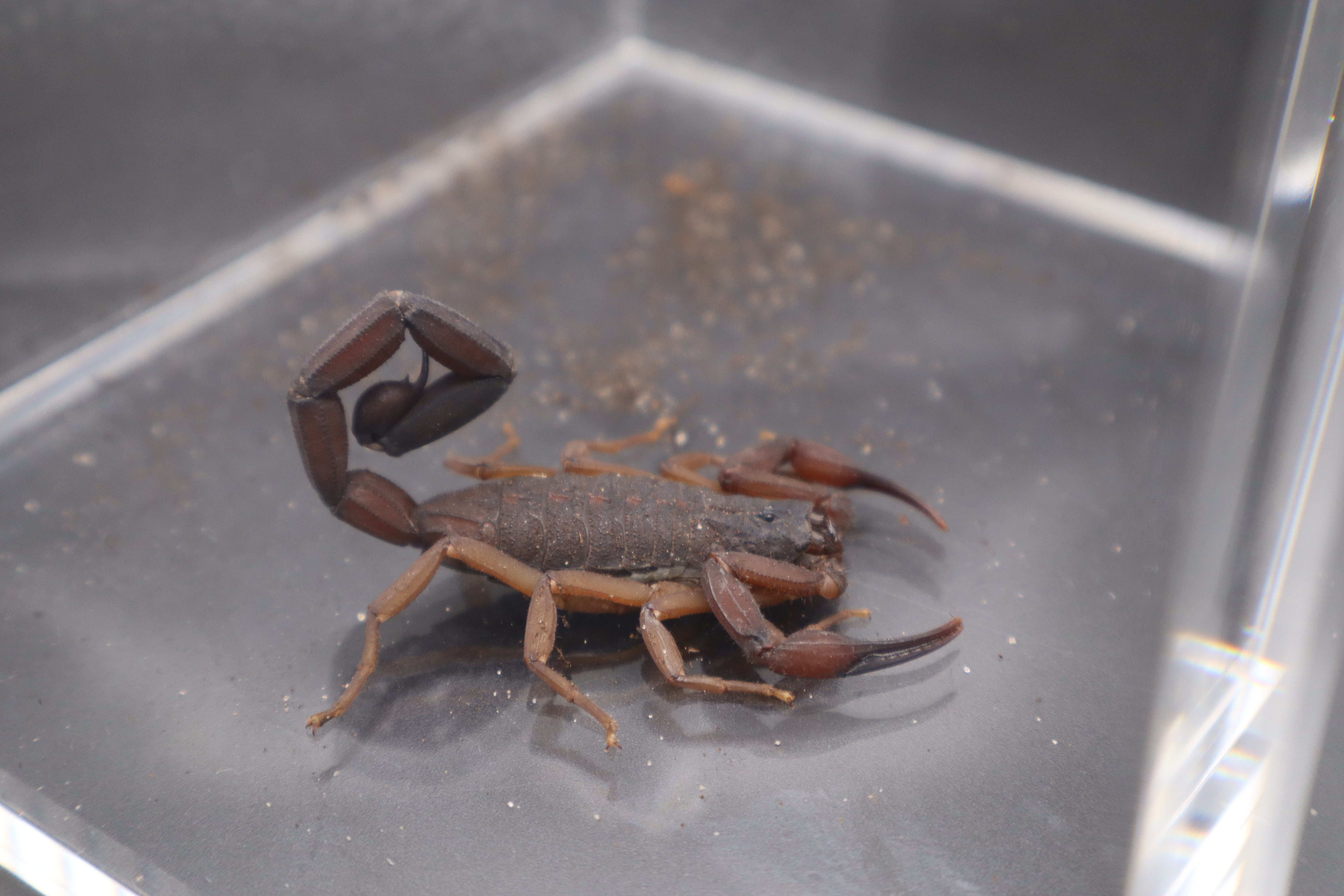 Florida Bark Scorpion (Centruroides gracilis) - 3-4" (Adult WC)