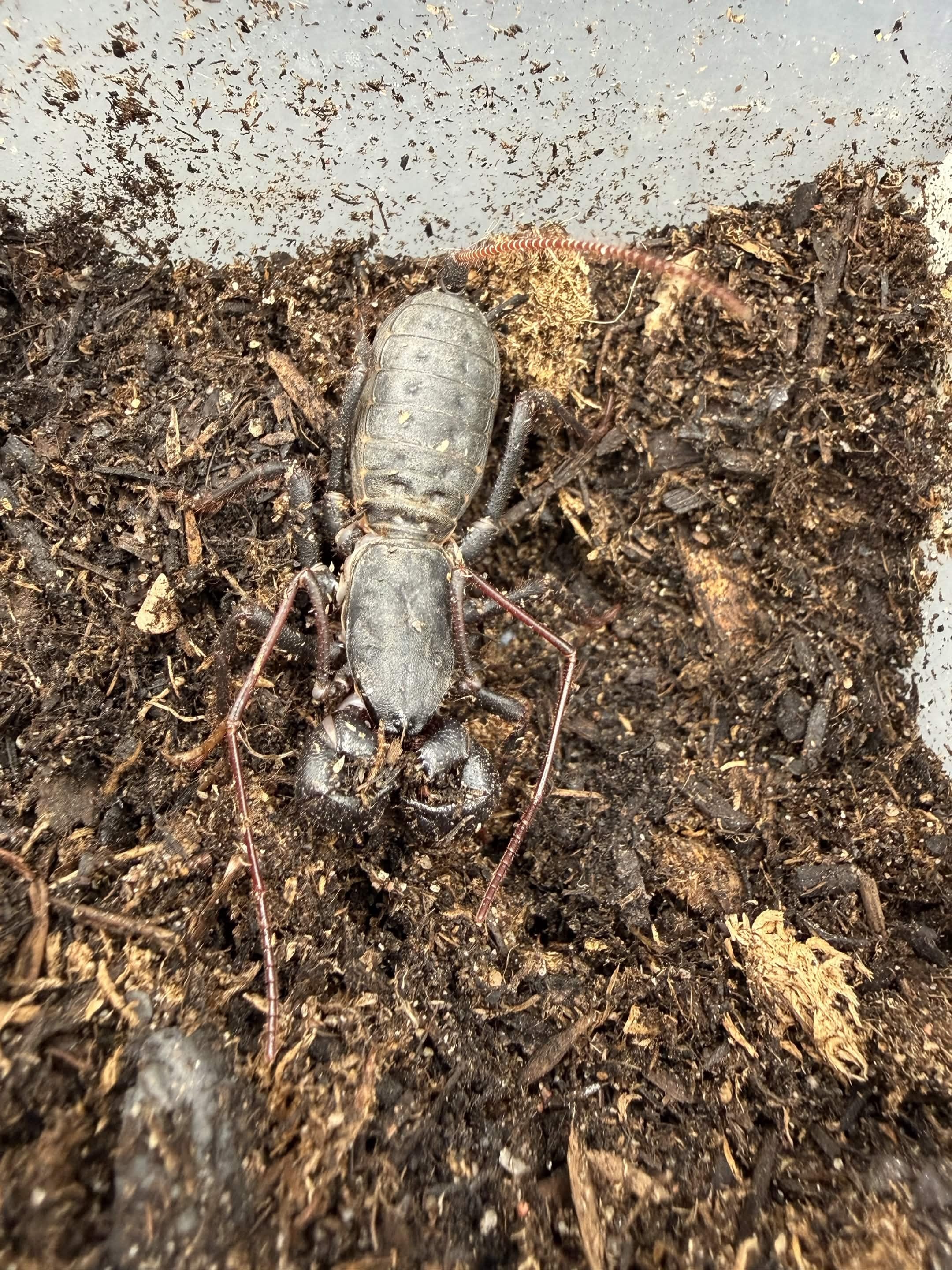 Florida Giant Vinegaroon (Mastigoproctus floridanus) - 2-2.5" body (Adult WC) photo 3