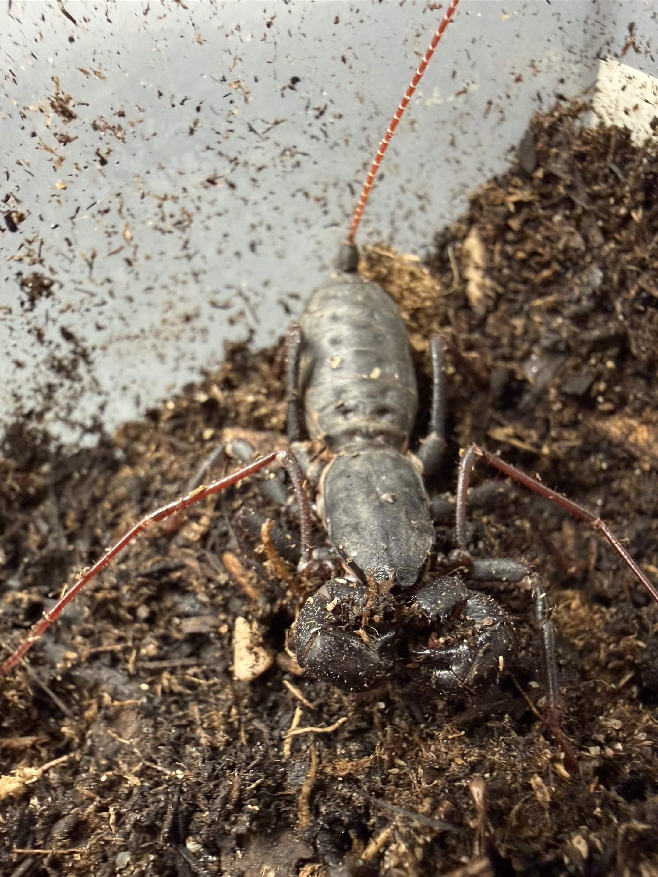 Florida Giant Vinegaroon (Mastigoproctus floridanus) - 2-2.5" body (Adult WC) photo 2
