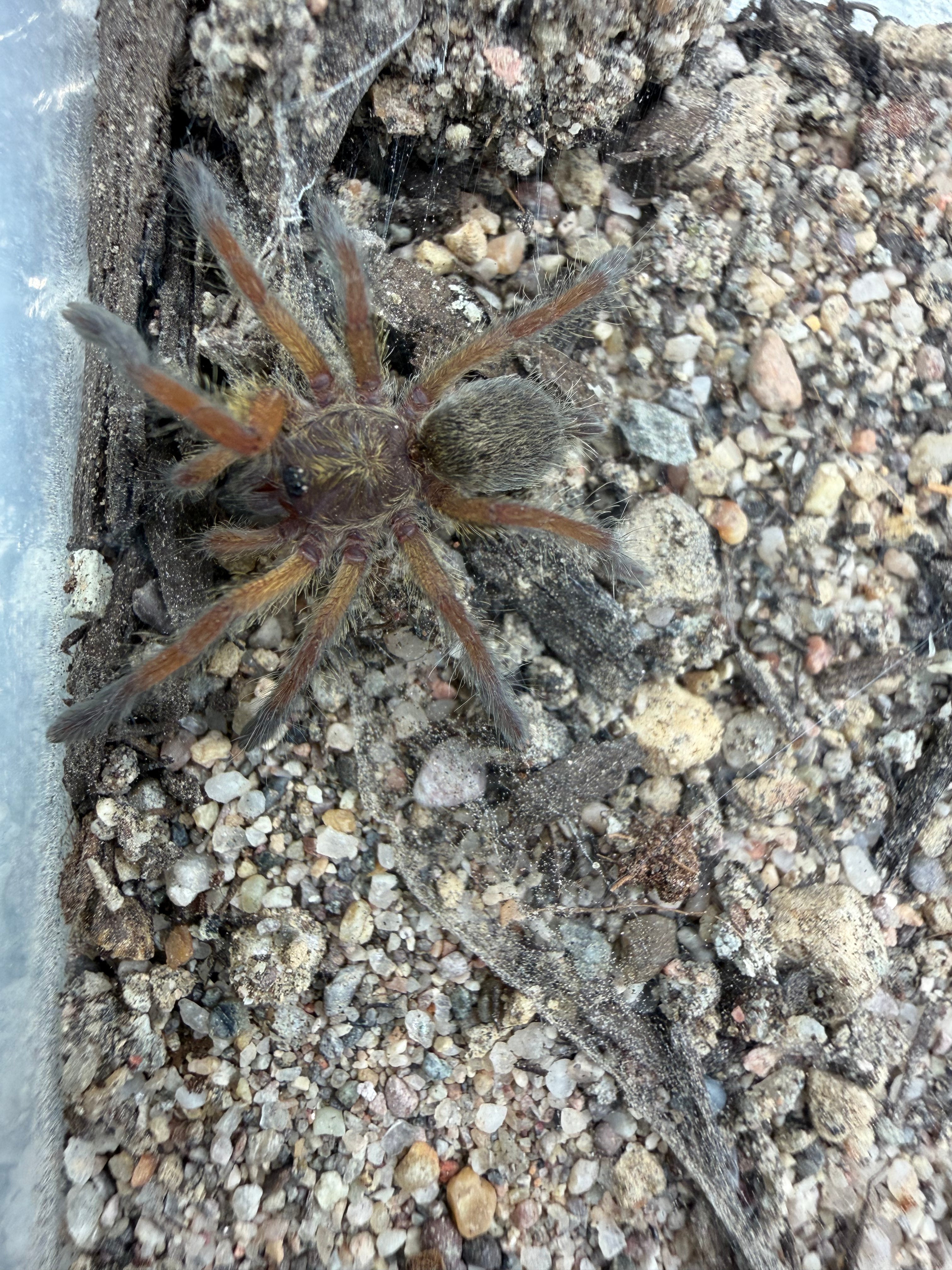 Golden Blue Leg Baboon Tarantula (Harpactira pulchripes) - 0.5-0.75" (Sling)