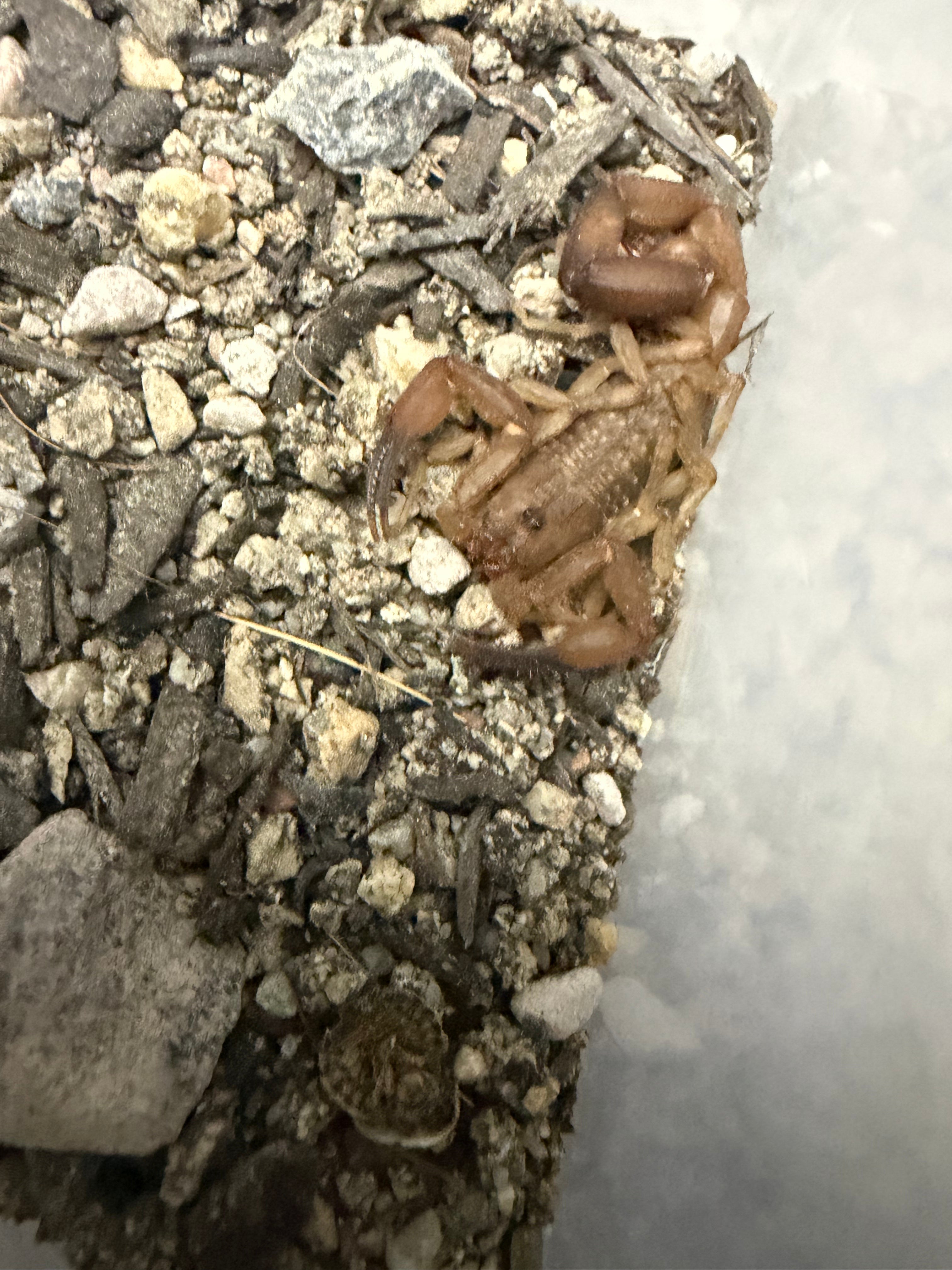Orange Cave Scorpion (Tityopsis sheylae) - 0.25-0.5" (Scorpling) photo 2