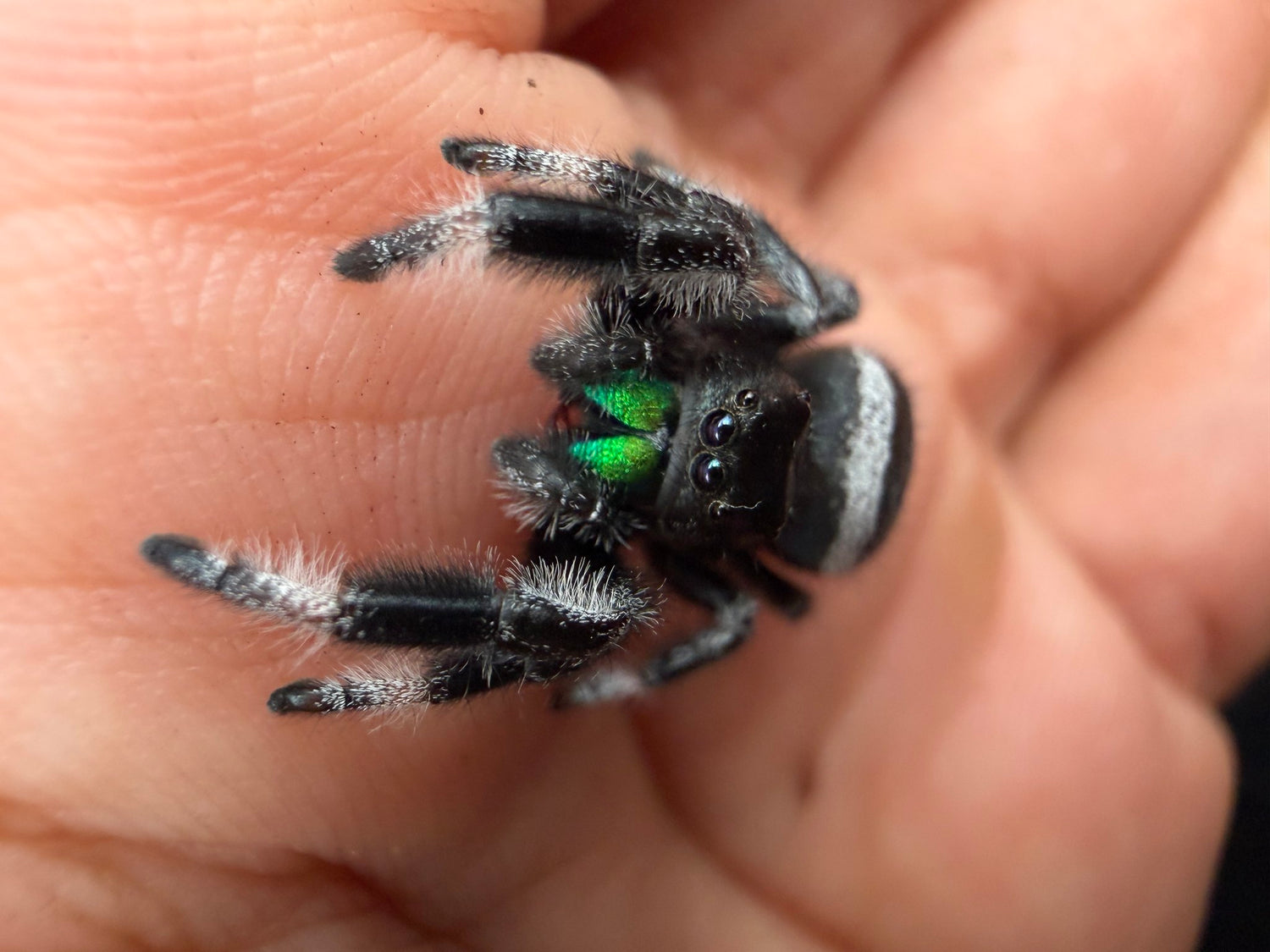Regal Jumping Spider (Phidippus regius) 028 - 0.5-0.9" body (Juvenile/Adult) WC photo 3