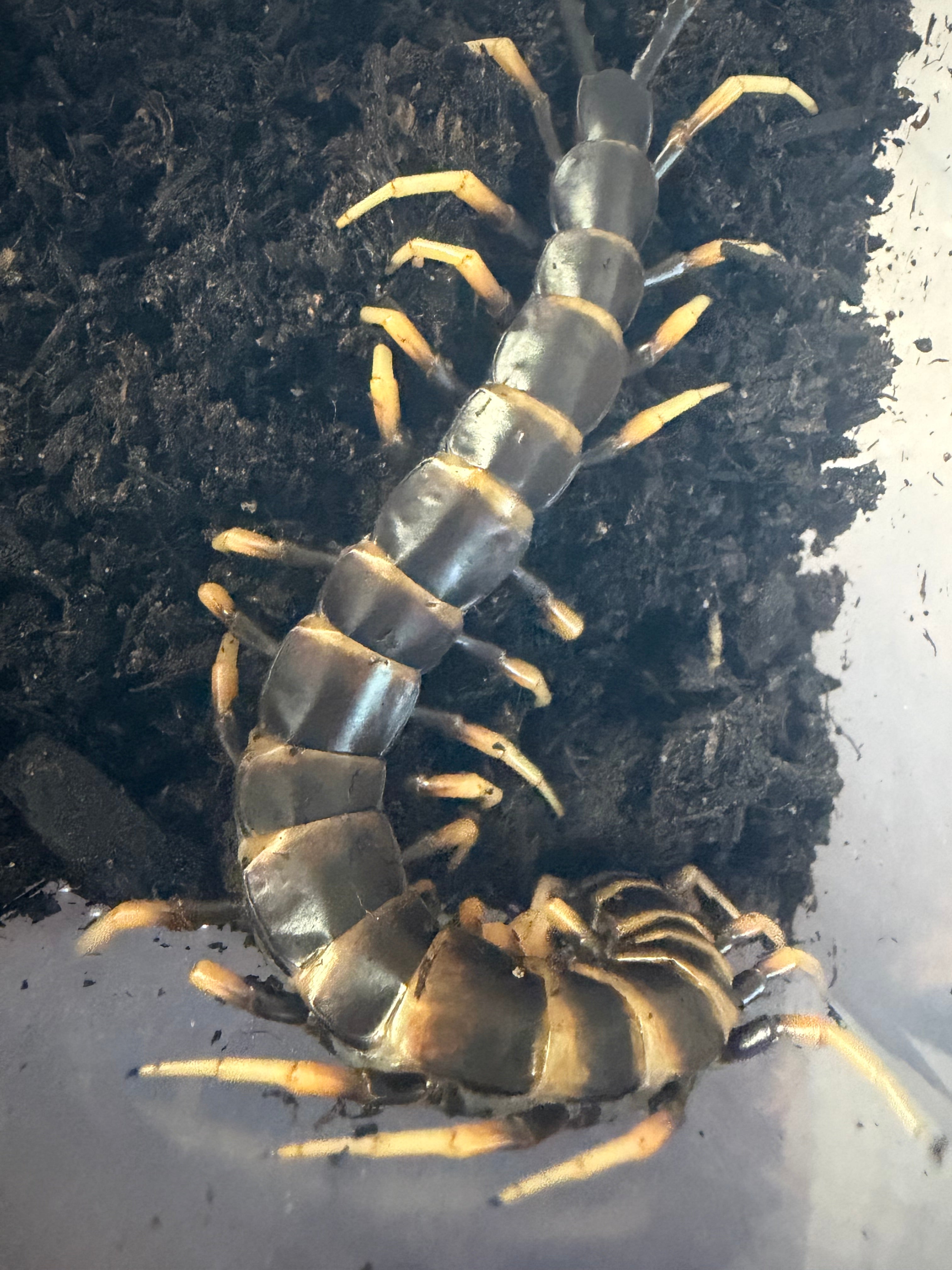 Lava Centipede (Scolopendra subspinipes 'Piceoflava') - 8-10" (Adult WC)
