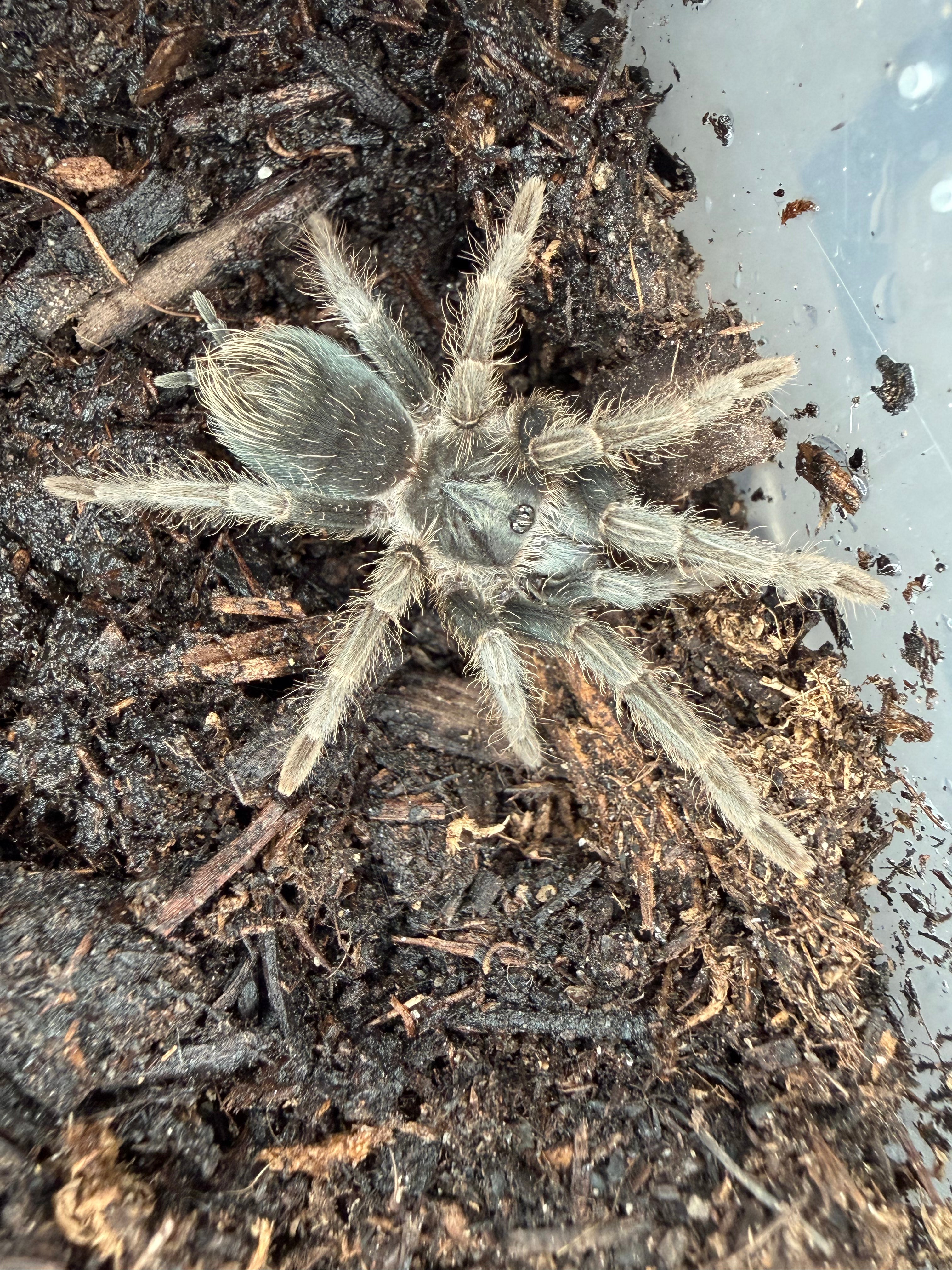 Haitian Brown Tarantula (Phormictopus cancerides) - 1.5" (Juvenile)