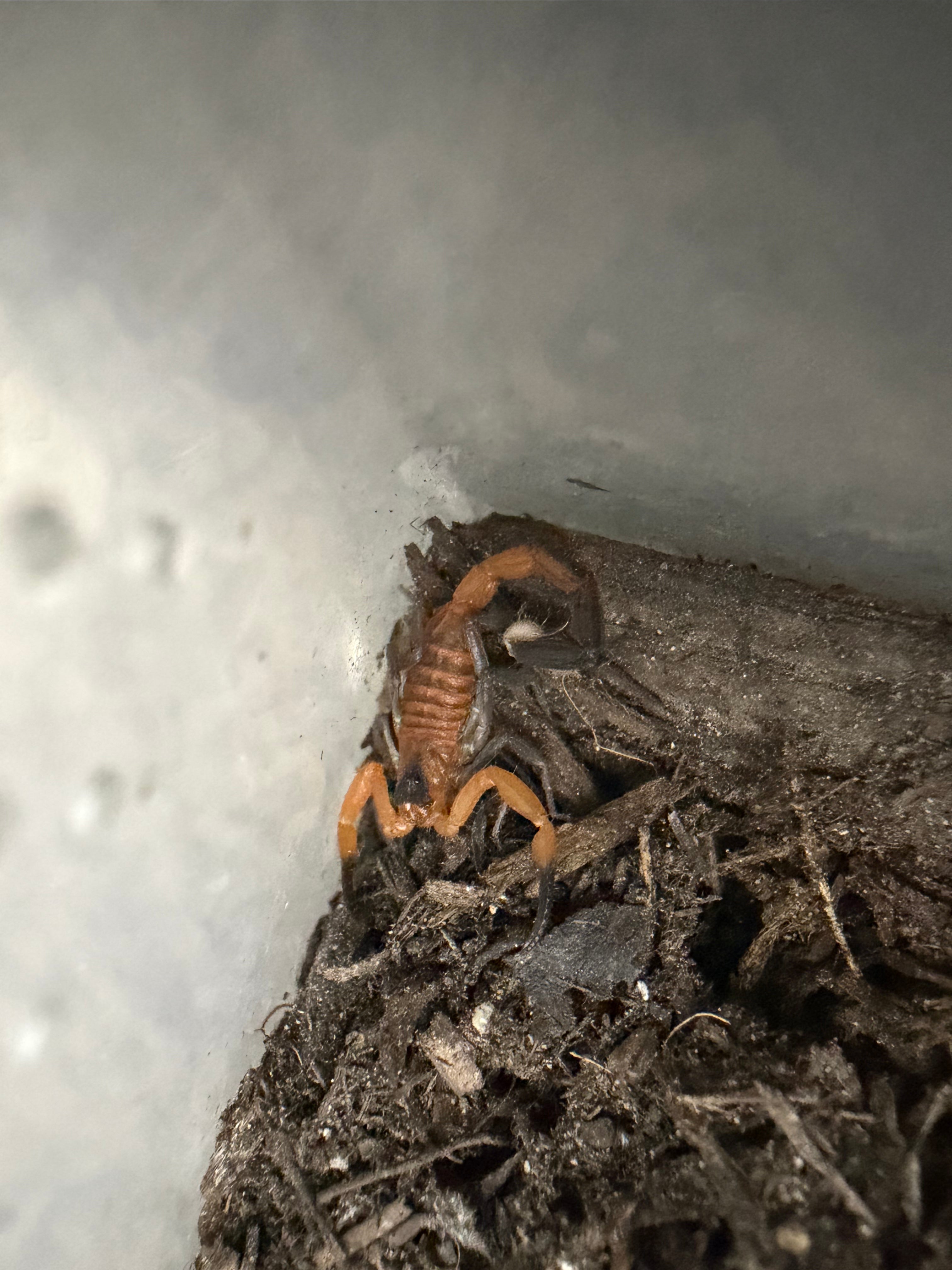 Blue Scorpion (Heteroctenus junceus) - 0.25-0.5" (Scorpling)