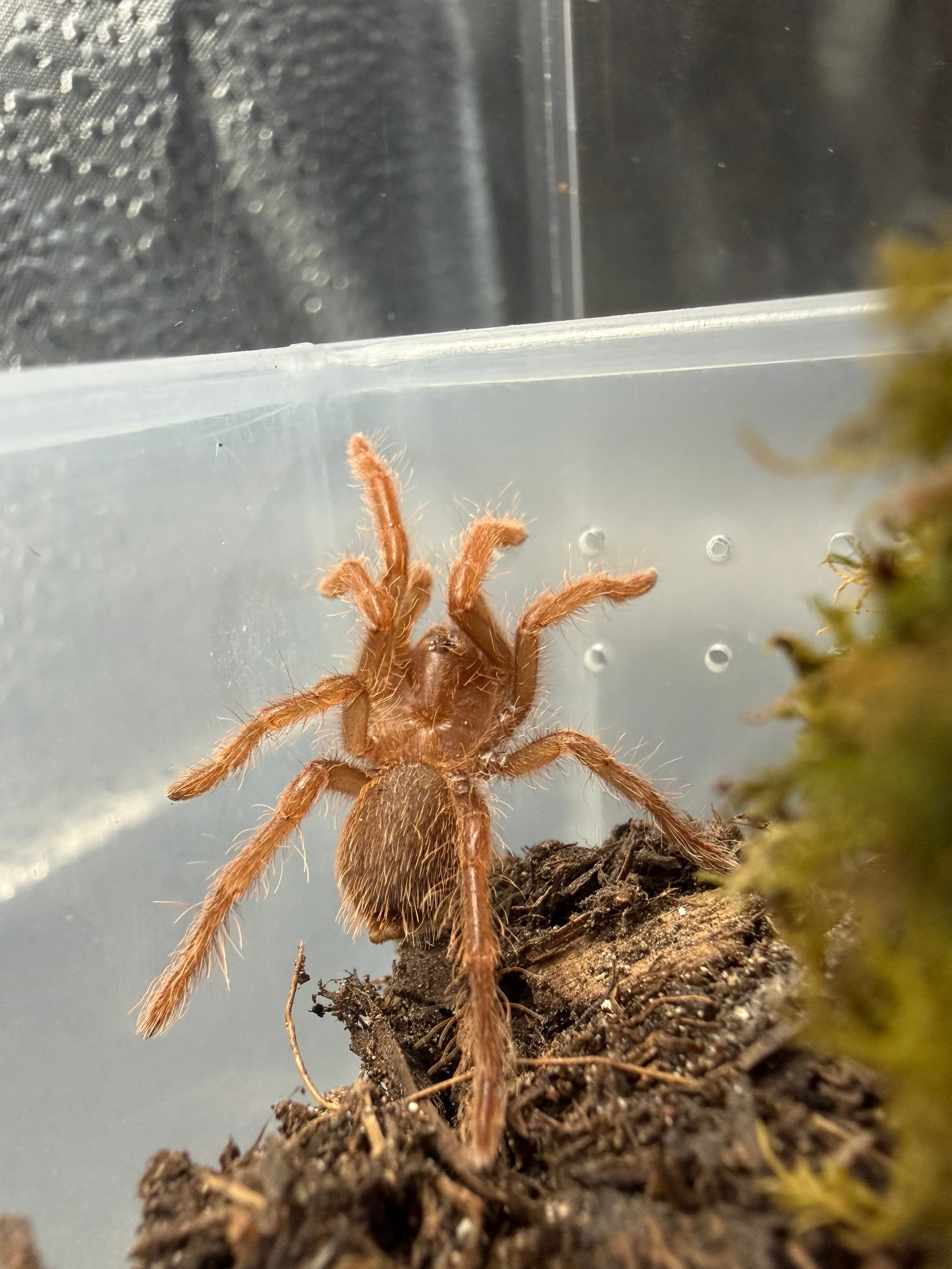 King Baboon Tarantula (Pelinobius muticus) - 0.75-1" (Sling) photo 3
