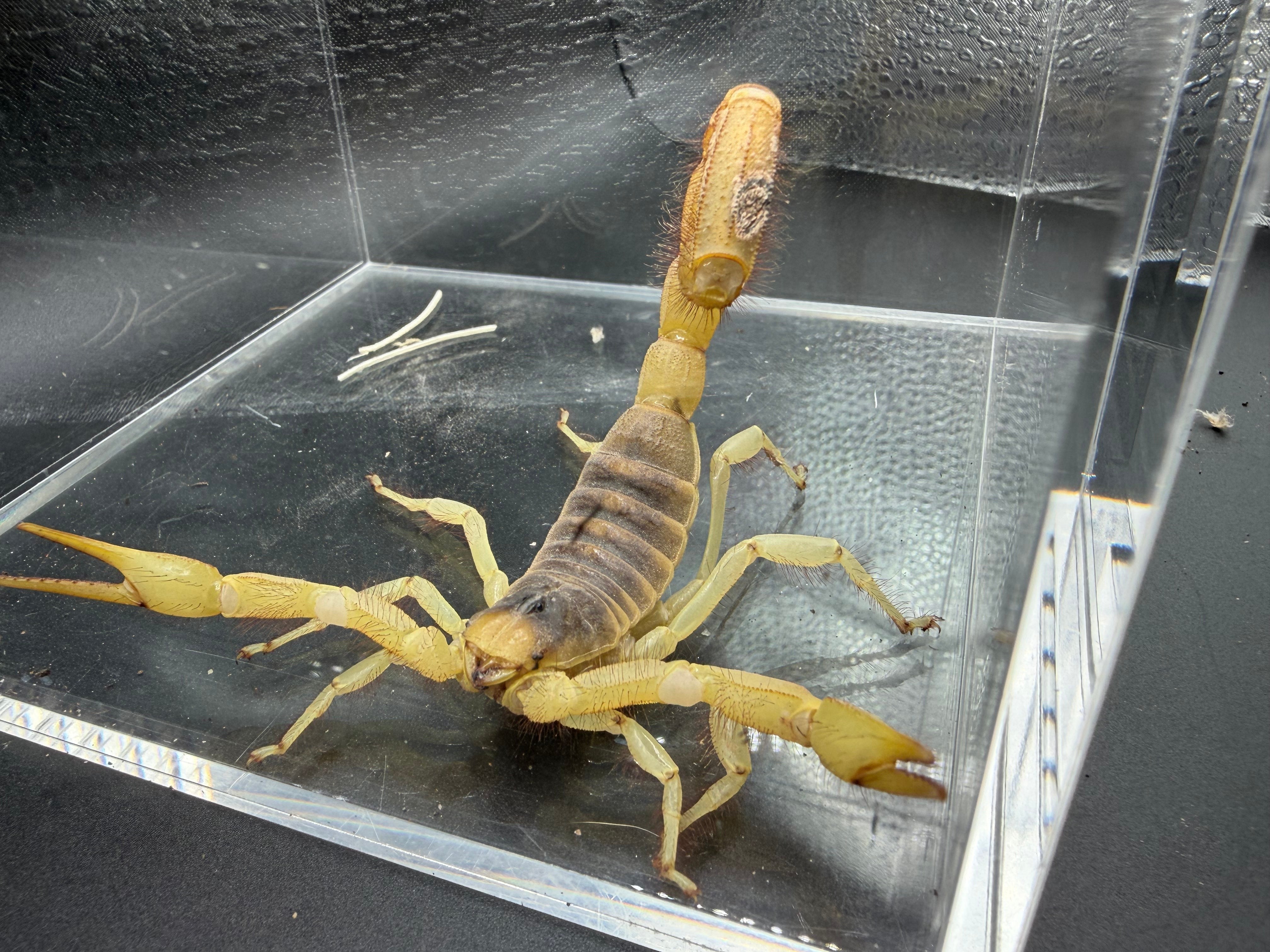 Giant Desert Hairy Scorpion (Hadrurus arizonensis) - 4-7" (Subadult/Adult WC)