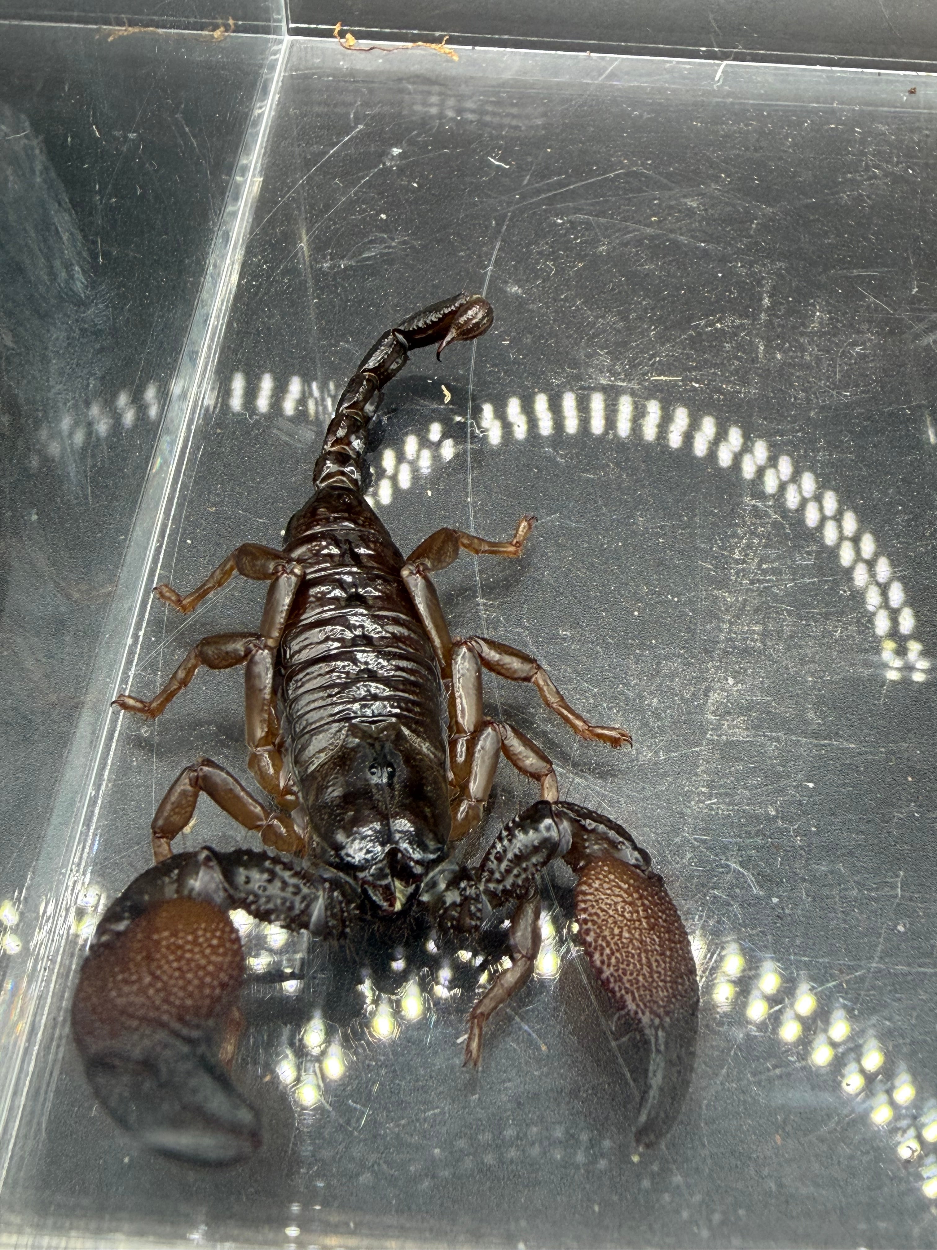 Gold Claw Scorpion (Pandinurus exitialis) - 2-3" (Juvenile/Semi-Adult CB) photo 3