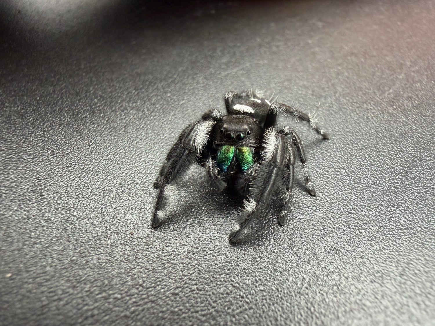 Regal Jumping Spider (Phidippus regius) 021 - 0.5-0.9" body (Juvenile/Adult) WC photo 2