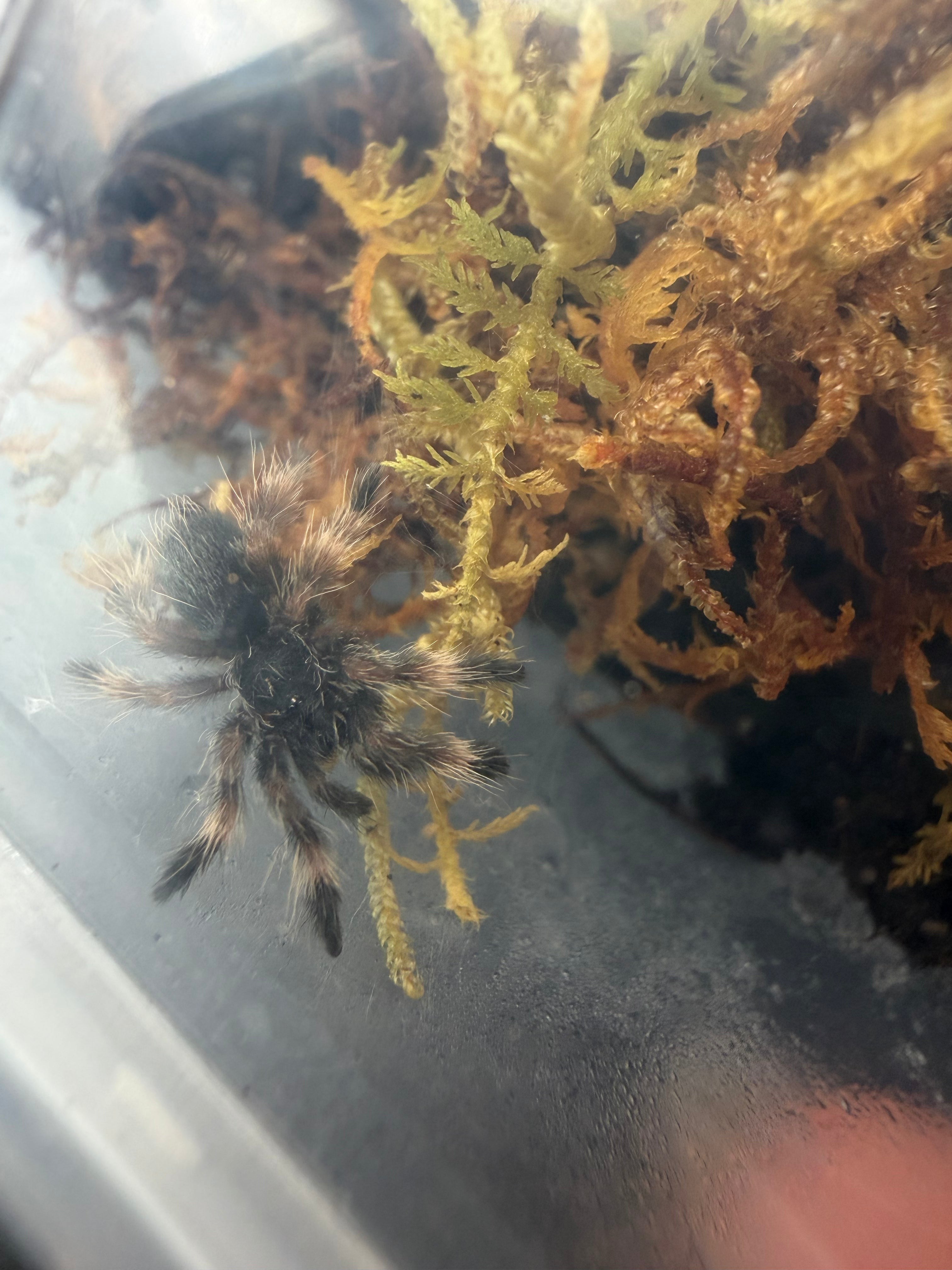 Darth Maul Tarantula (Psalmopoeus victori) - 3/4-1.25" (Sling) photo 3