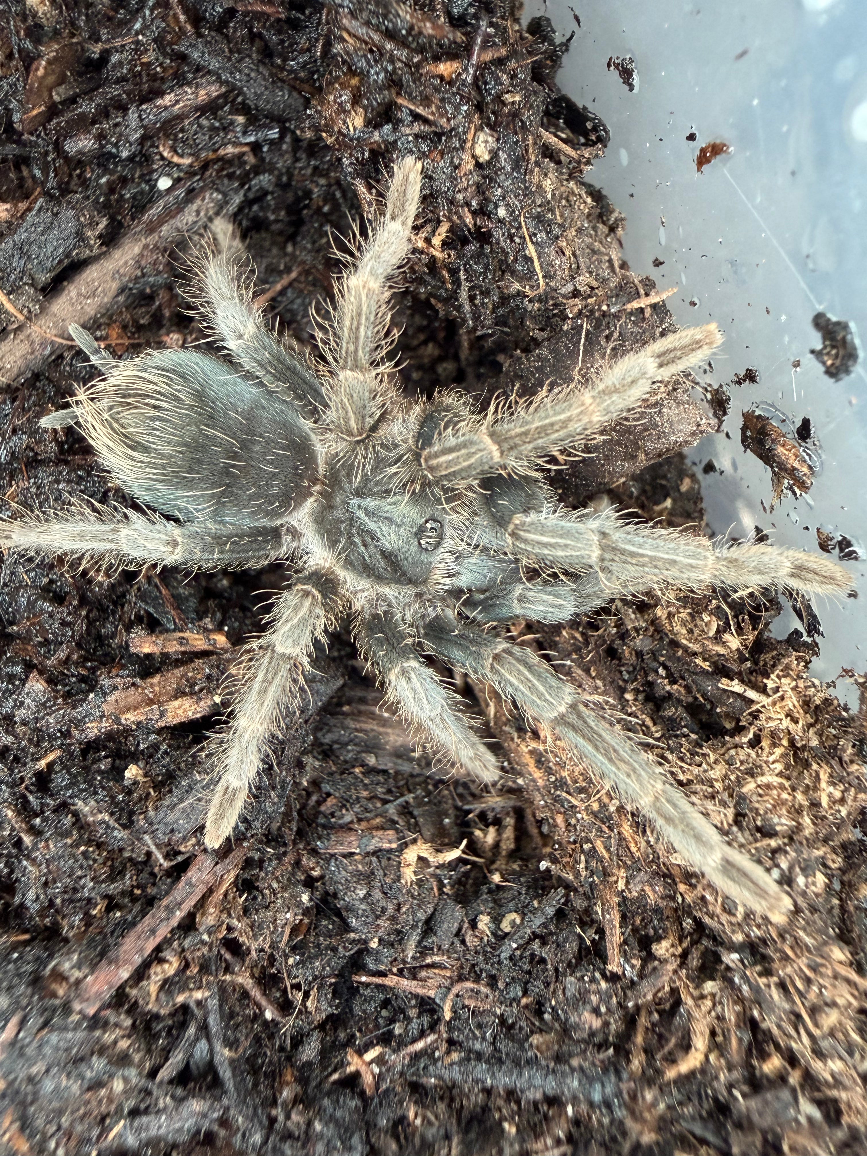 Haitian Brown Tarantula (Phormictopus cancerides) - 1.5" (Juvenile) photo 2