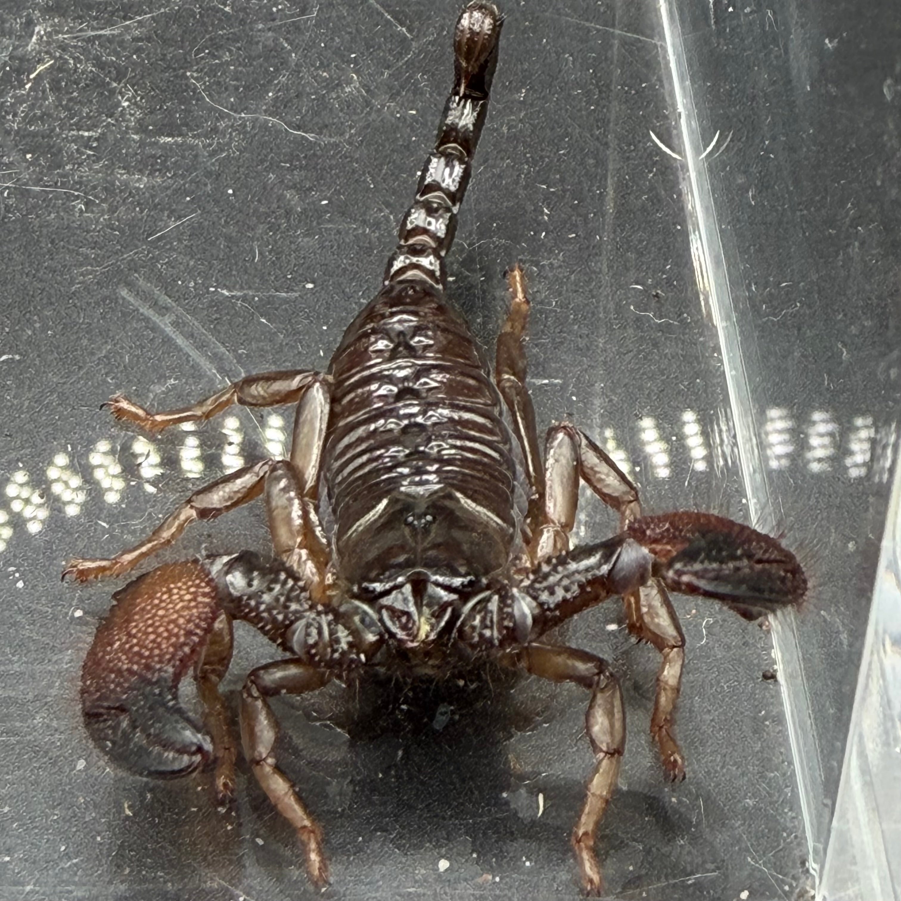Gold Claw Scorpion (Pandinurus exitialis) - 2-3" (Juvenile/Semi-Adult CB)