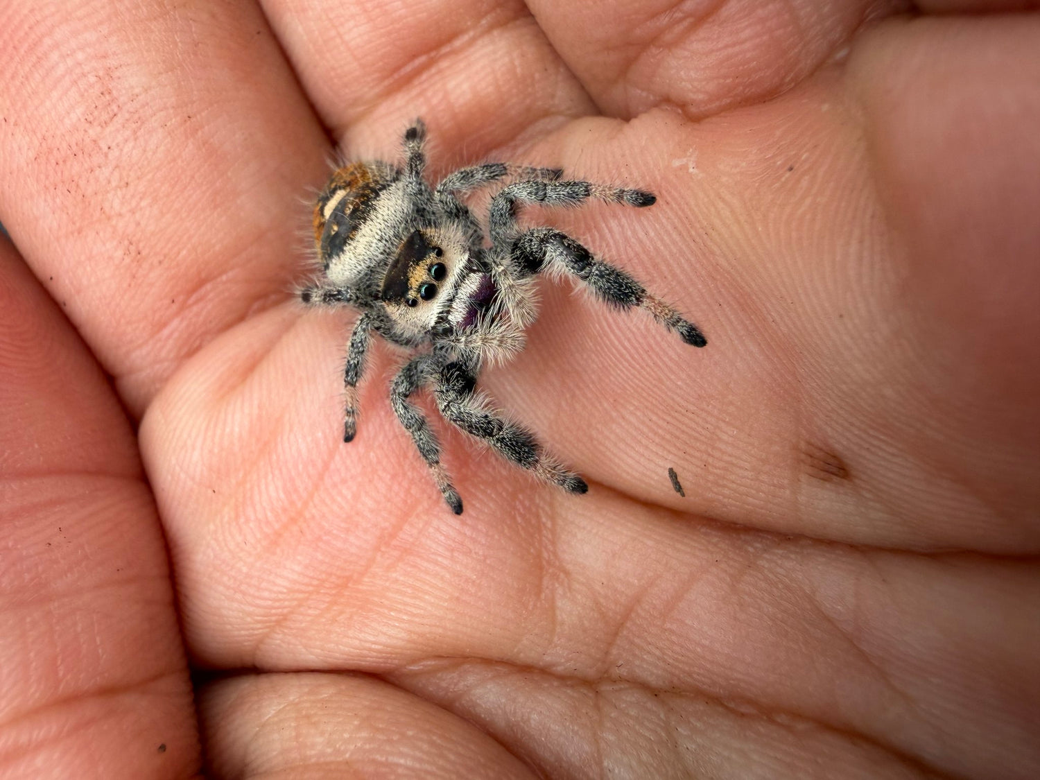Regal Jumping Spider (Phidippus regius) 026 - 0.5-0.9" body (Juvenile/Adult) WC photo 3