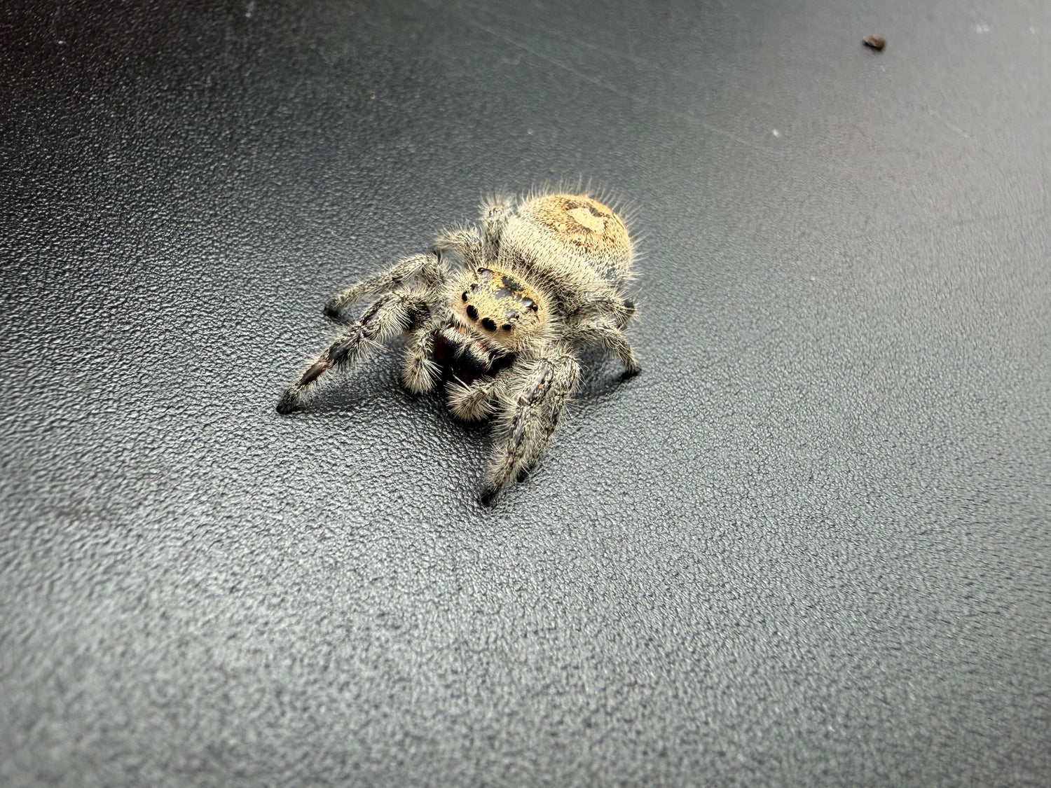 Regal Jumping Spider (Phidippus regius) 018 - 0.5-0.9" body (Juvenile/Adult) WC