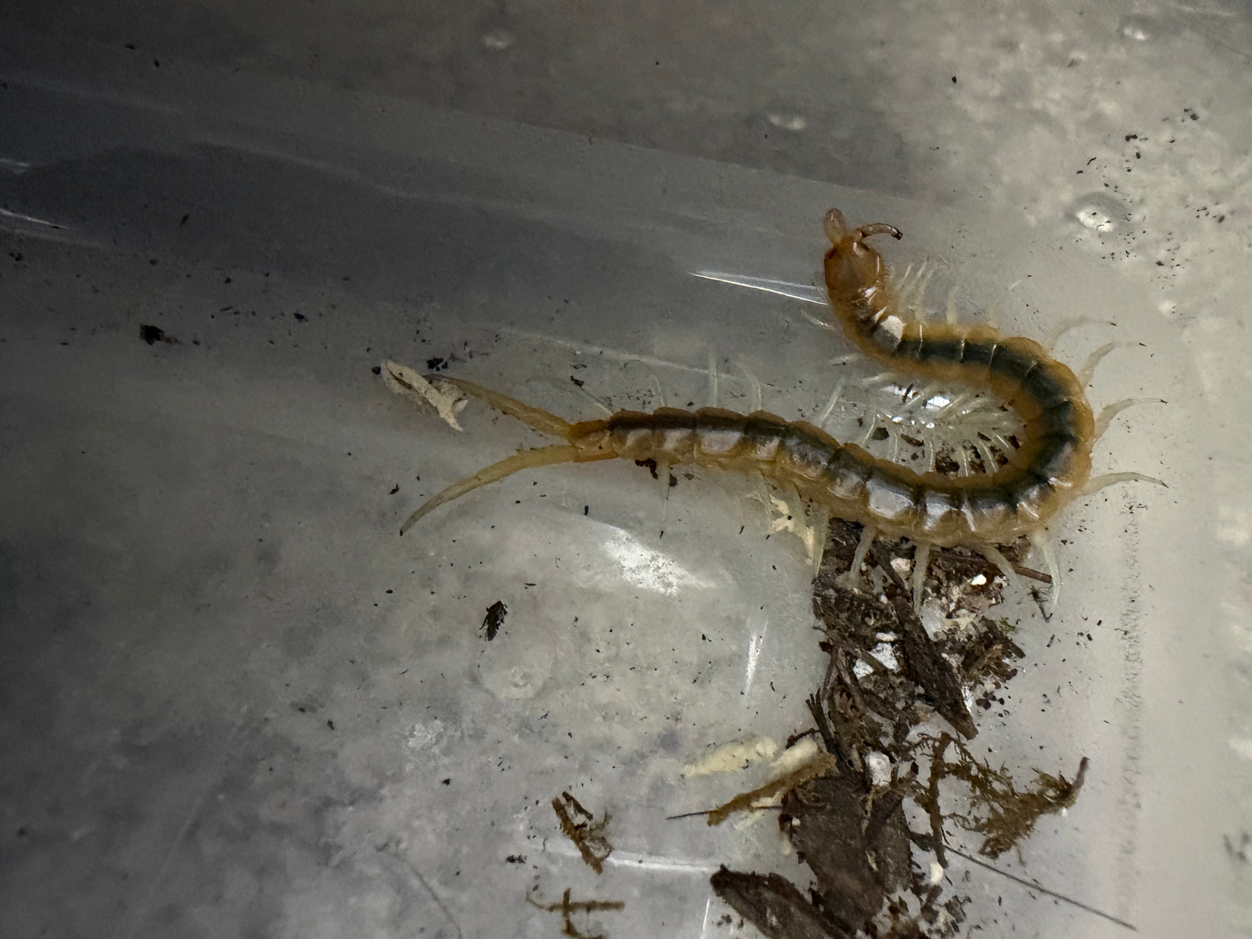 Florida Blueleg Centipede (Scolopendra viridis) - 2-3" (Unsexed) photo 3