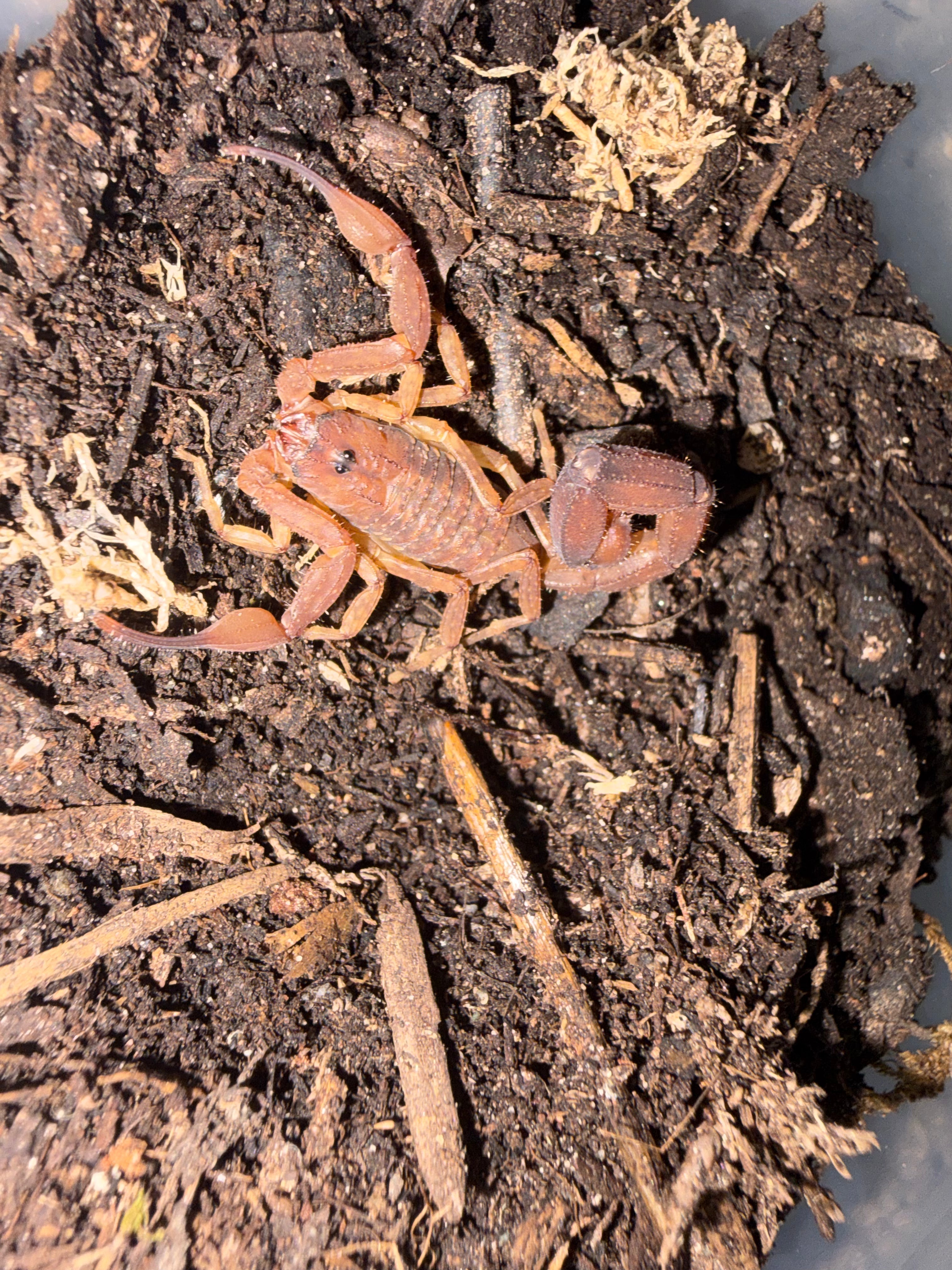 Magnificent Thick-tailed Scorpion (Androcottus magnimanus) - 0.5-0.75" (Scorpling) photo 3