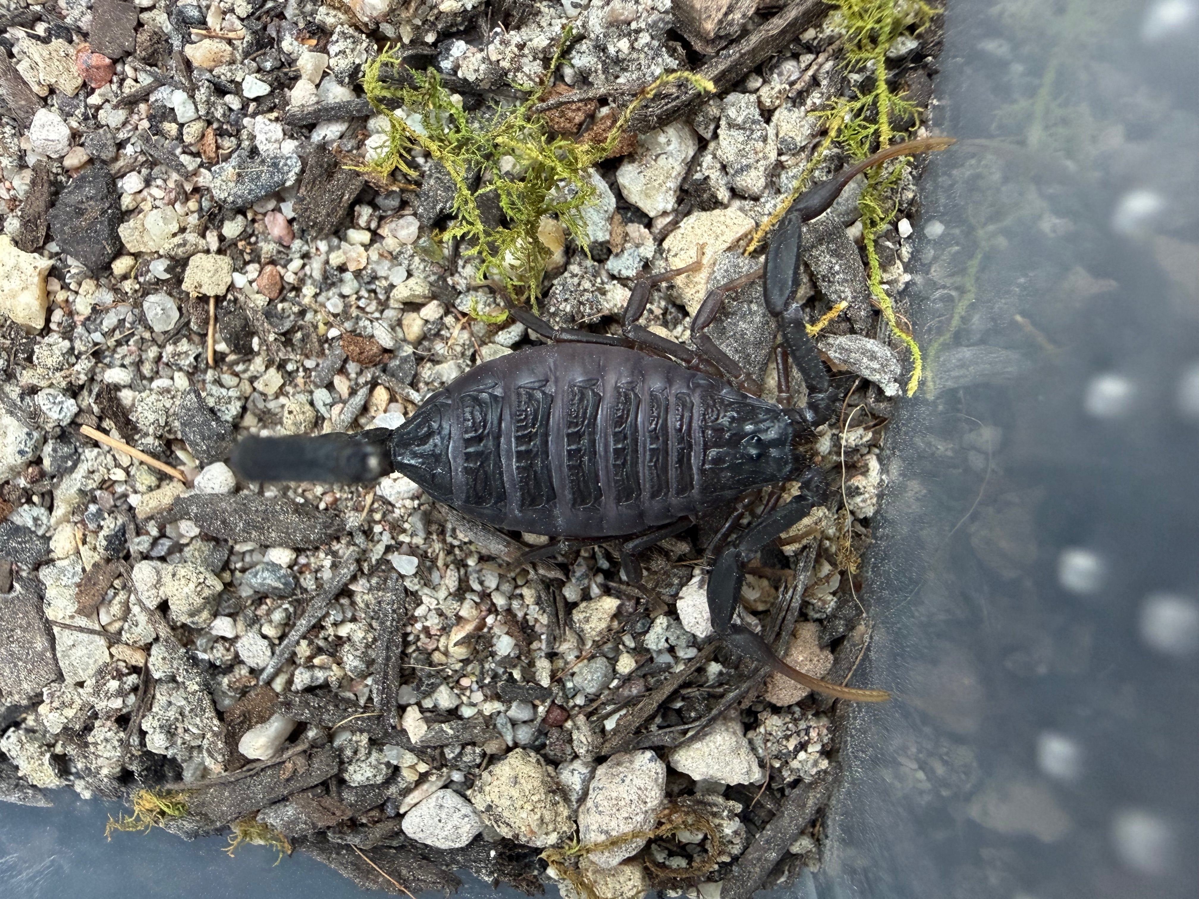 Central Morocco Scorpion (Hottentotta gentili) - 0.75-1" (Juvenile) photo 3