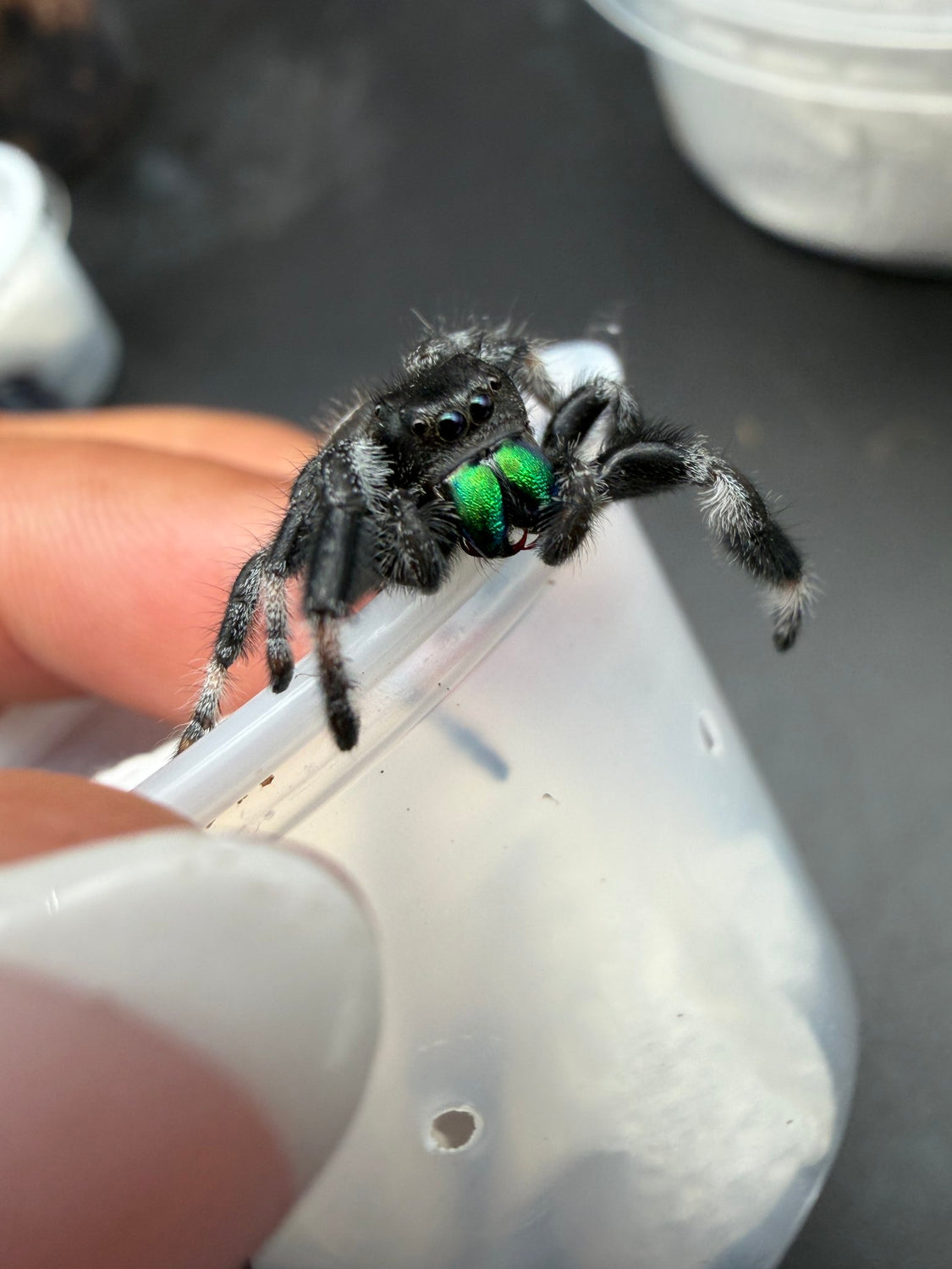 Regal Jumping Spider (Phidippus regius) 028 - 0.5-0.9" body (Juvenile/Adult) WC