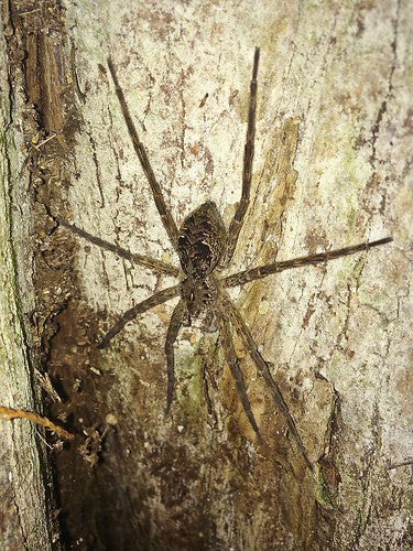 Okefenokee Giant Fishing Spider (Dolomedes okefinokensis) - 1-1.2" body, 3"+ leg span (Adult WC)