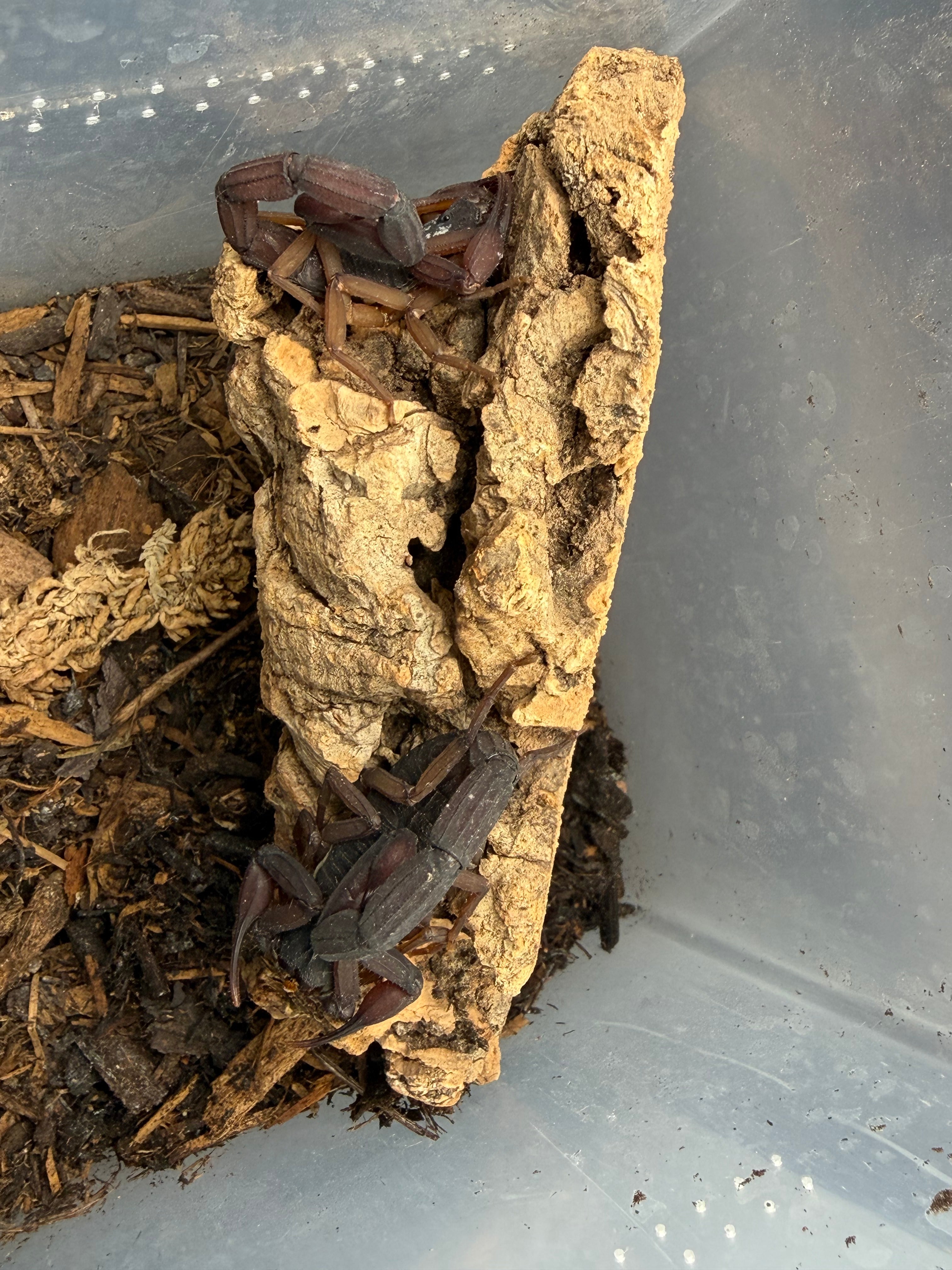 Florida Bark Scorpion (Centruroides gracilis) Sexed Pair - Confirmed Female, Best Guess Male - 3-4" WC