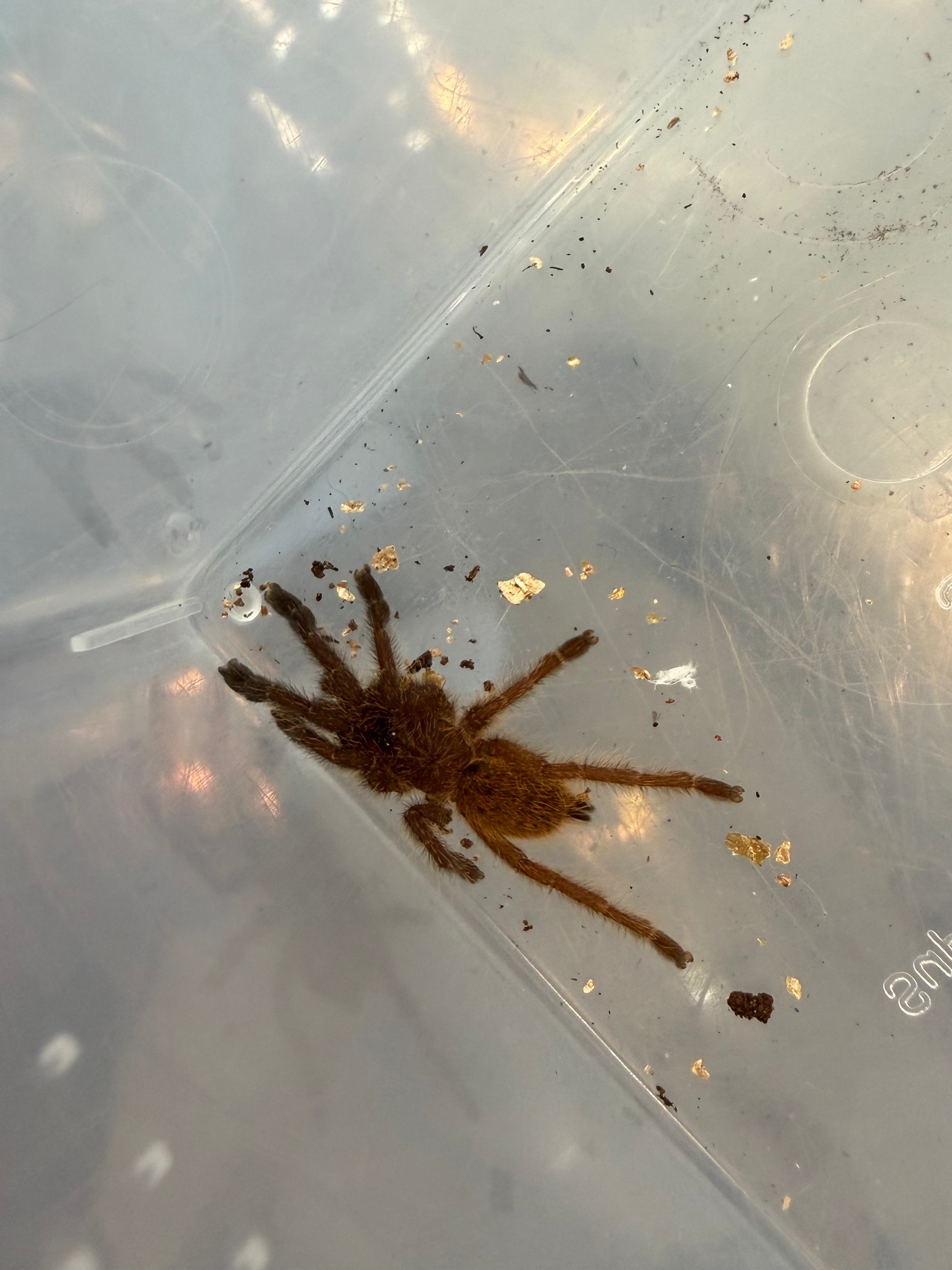Usambara Orange Starburst Tarantula (Pterinochilus murinus) - 1" (Sling) photo 2