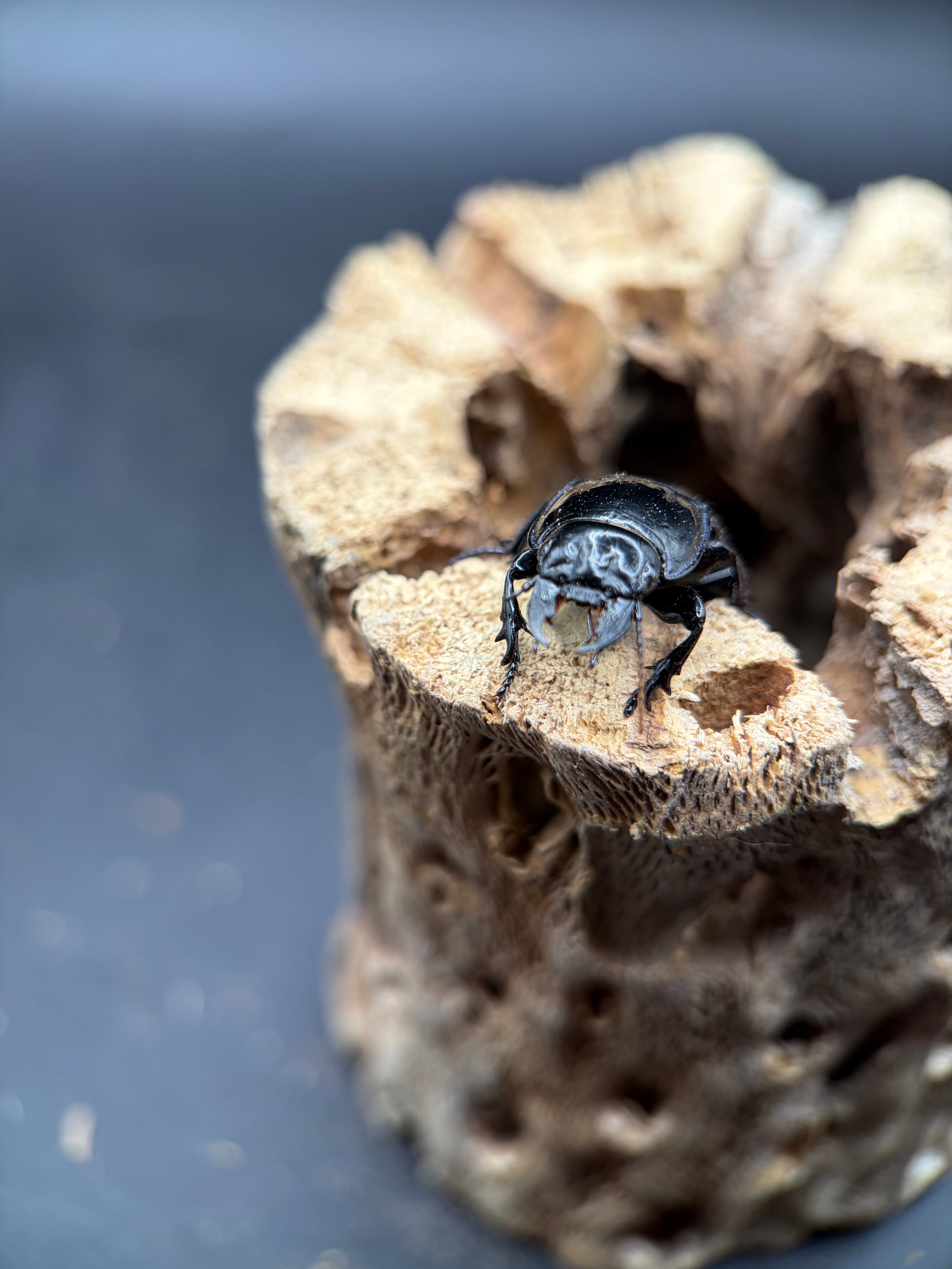 Blue Side Warrior Beetle (Pasimachus subsulcatus) - 1-1.25" (Adult WC) photo 3