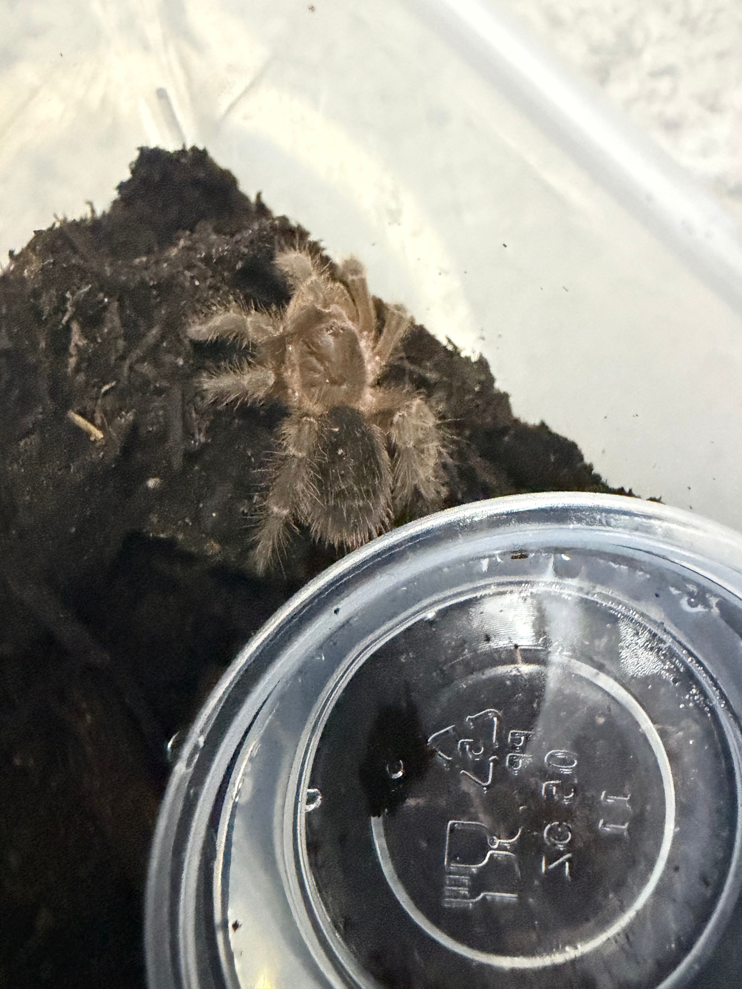 Chaco Golden Knee Tarantula (Grammostola pulchripes) - 1-1.5" (Unsexed)