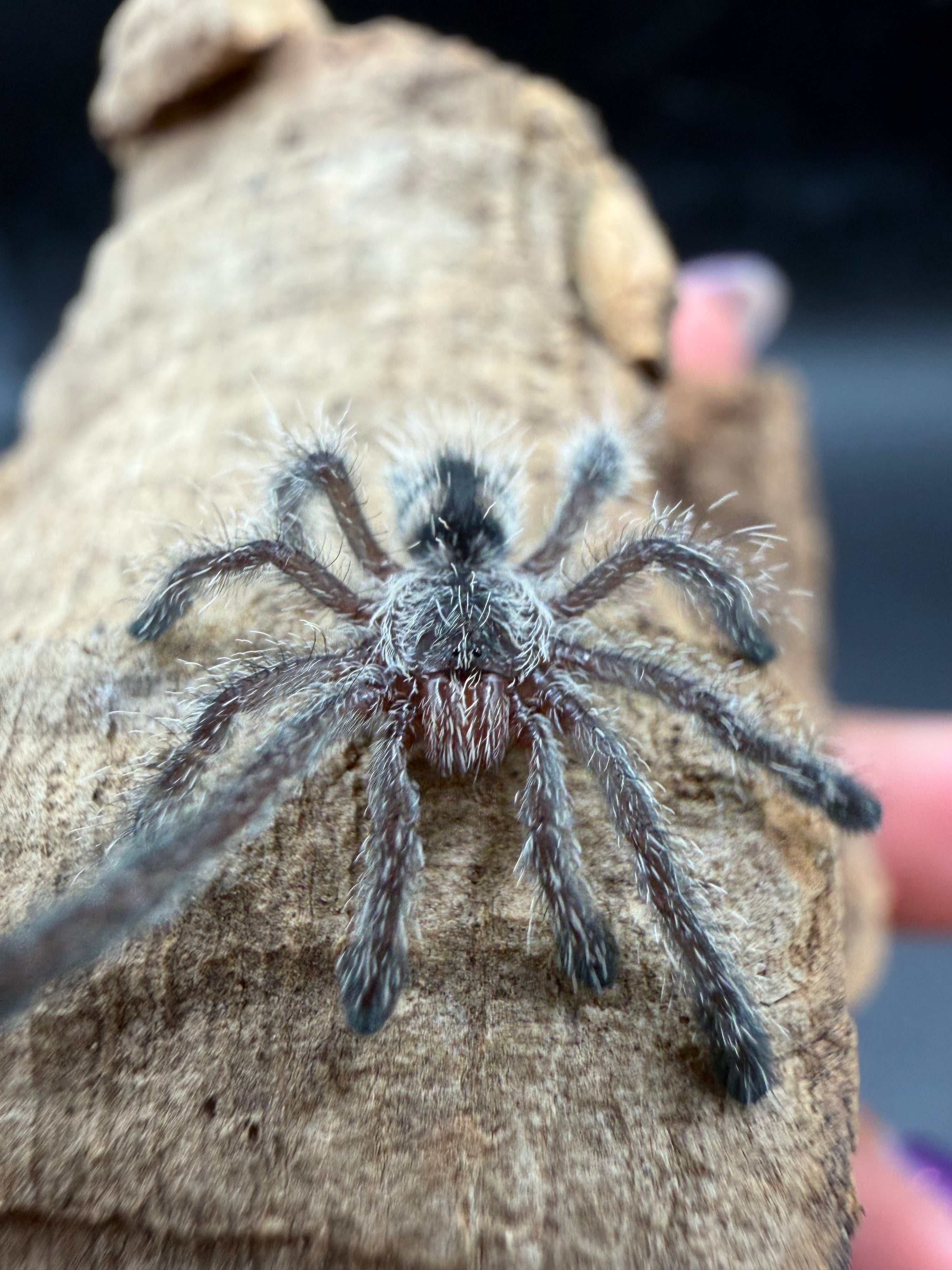 Purple Pink Toe Tarantula (Avicularia purpurea) - 0.5-0.75" (Sling) photo 3