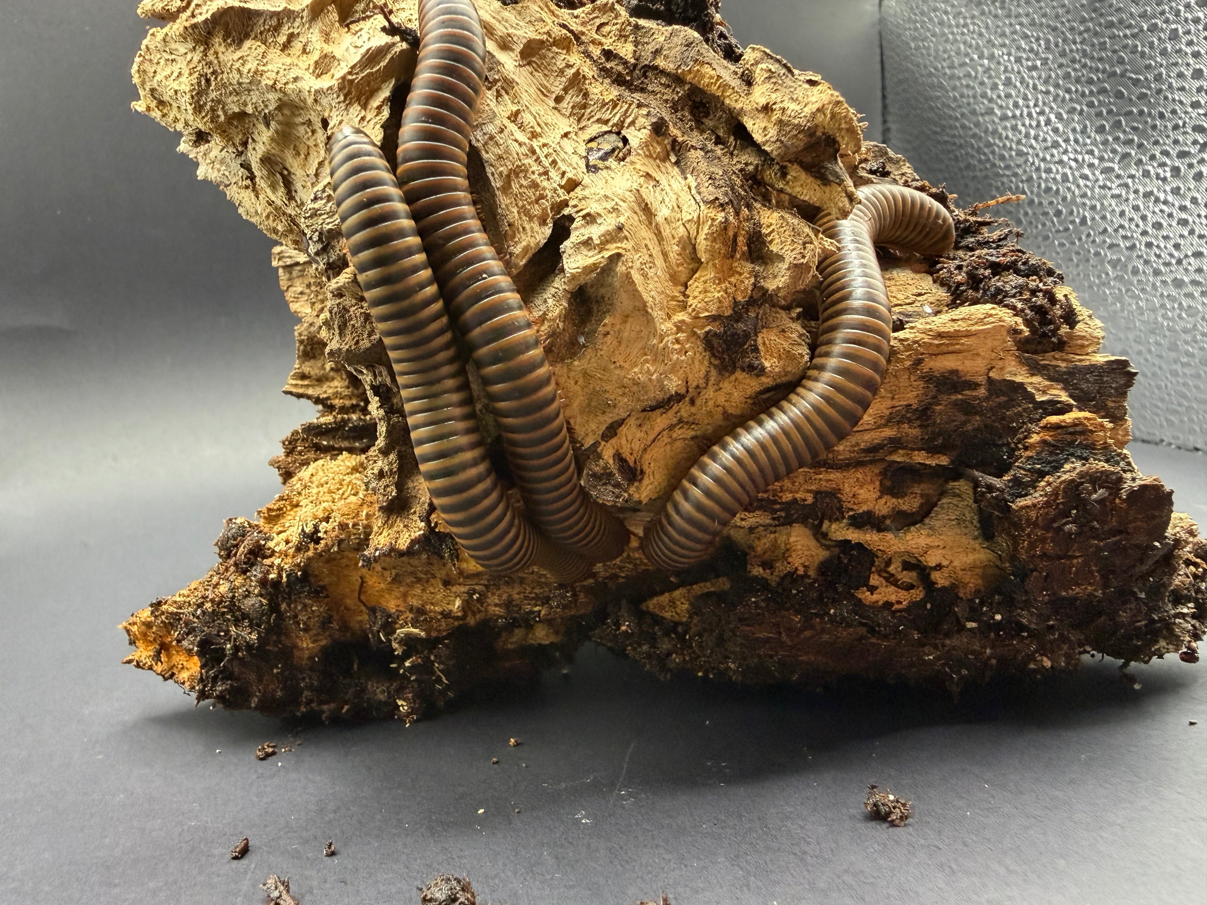 10 Count Lot - American Pinkfoot Millipede (Narceus americanus) - 2-4" (Mixed Sizes WC)