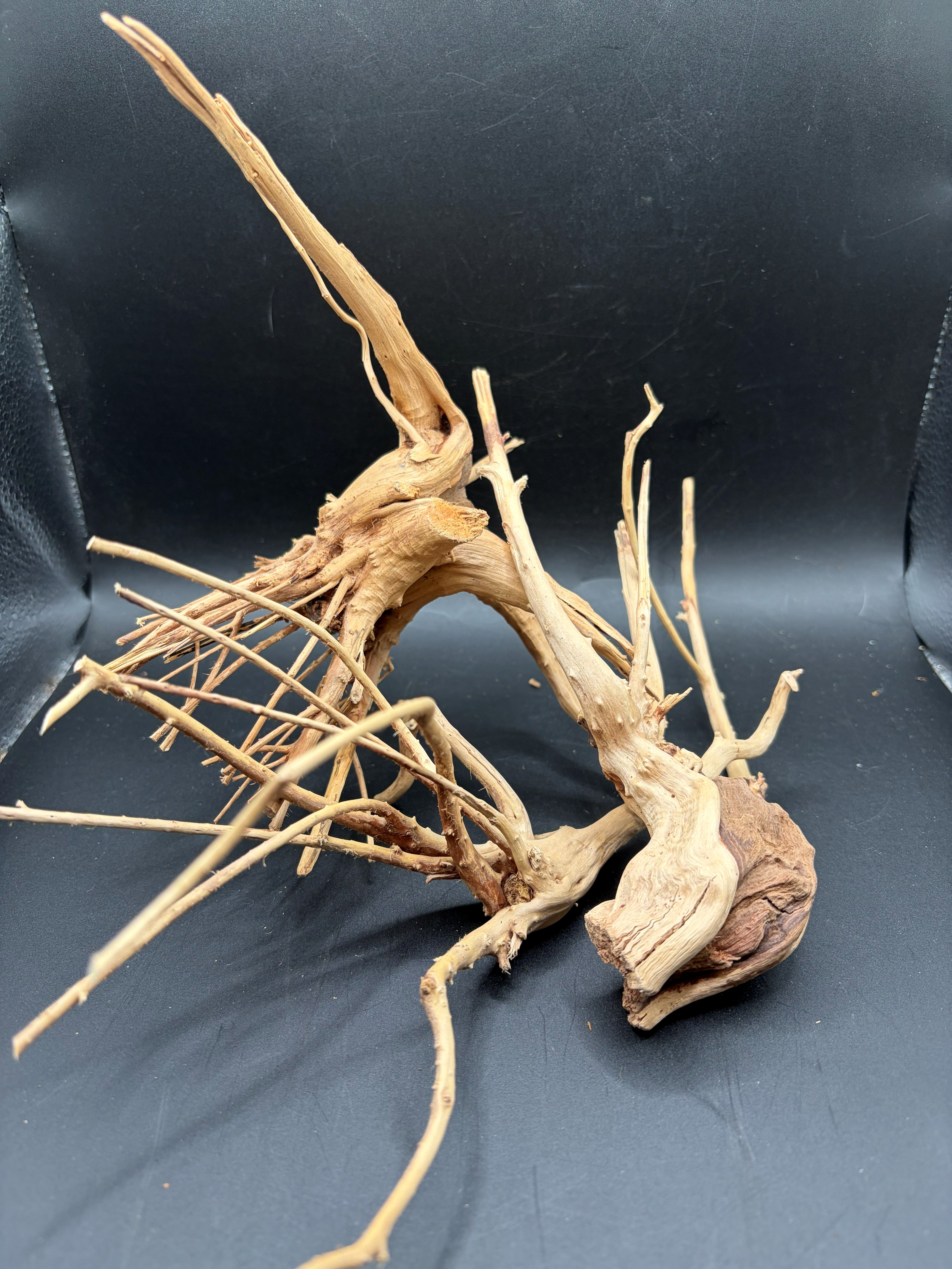 Spiderwood Branch (Small)