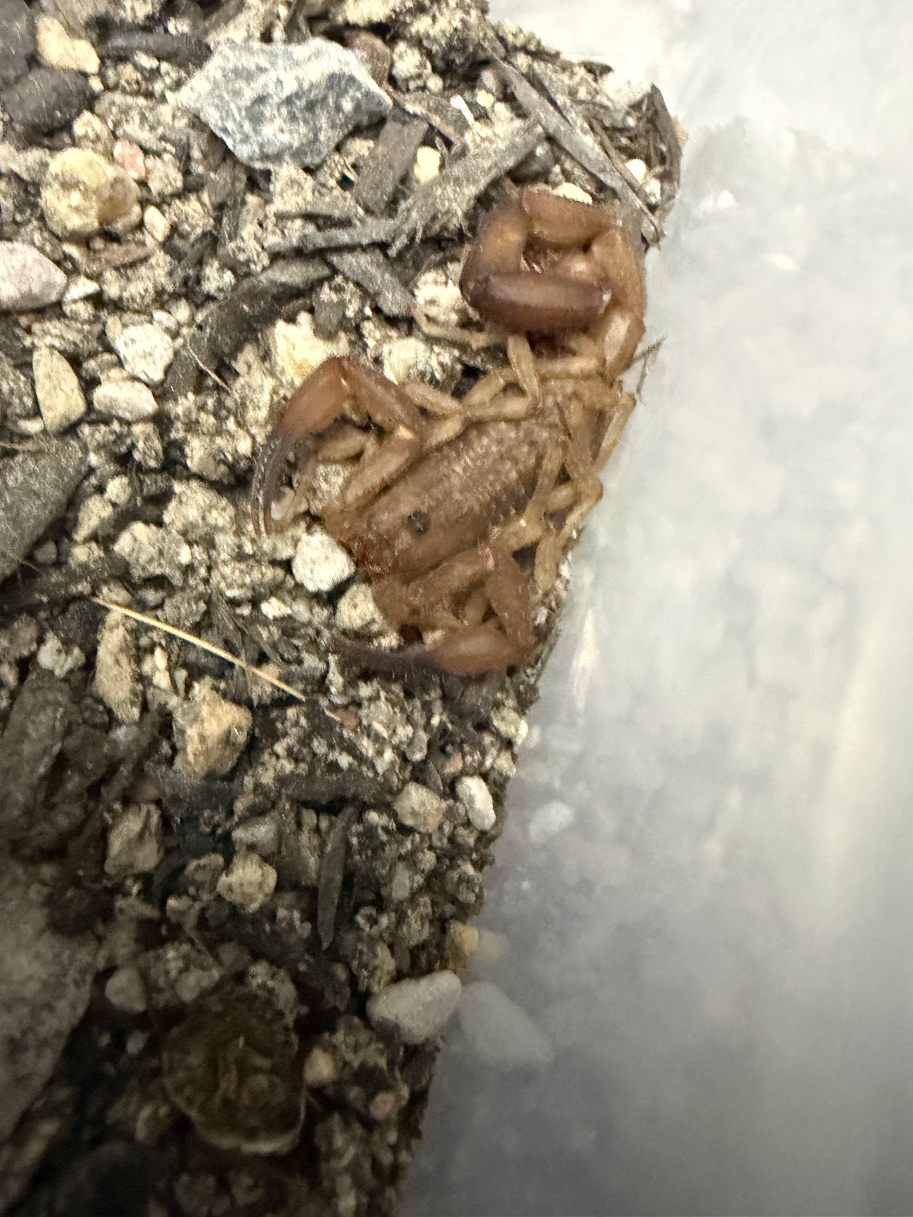 Orange Cave Scorpion (Tityopsis sheylae) - 0.25-0.5" (Scorpling) photo 3