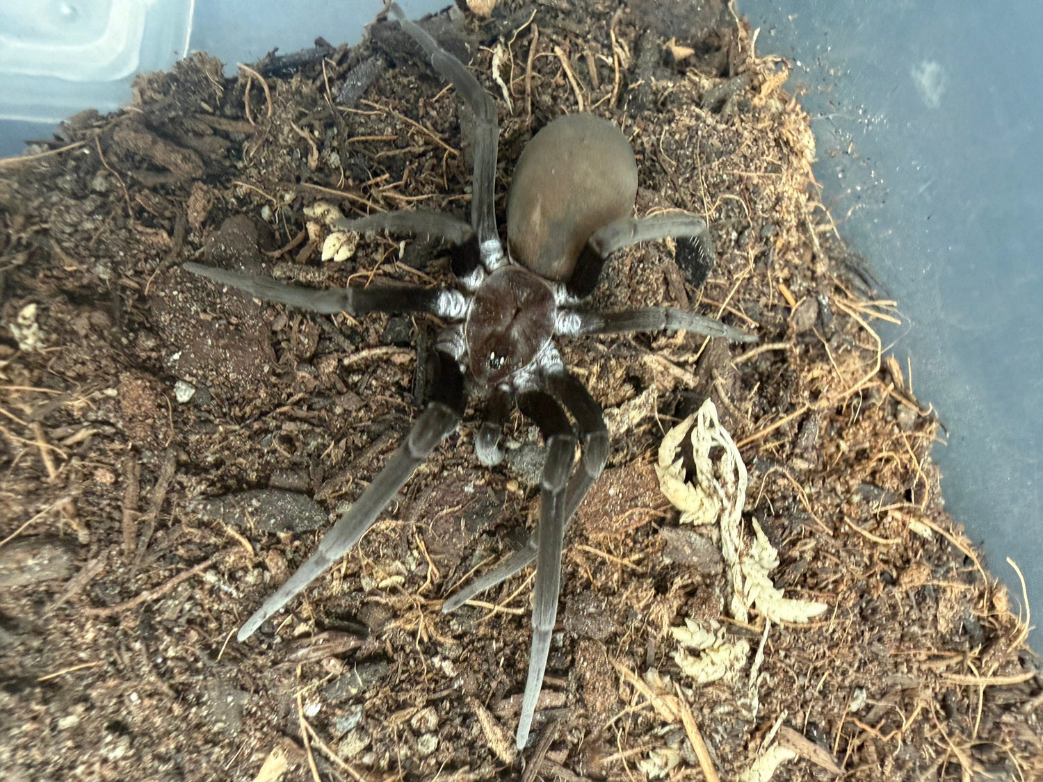 Black Hole Spider (Kukulcania hibernalis) - 2-3" leg span (Subadult/Adult, Unsexed) WC photo 3