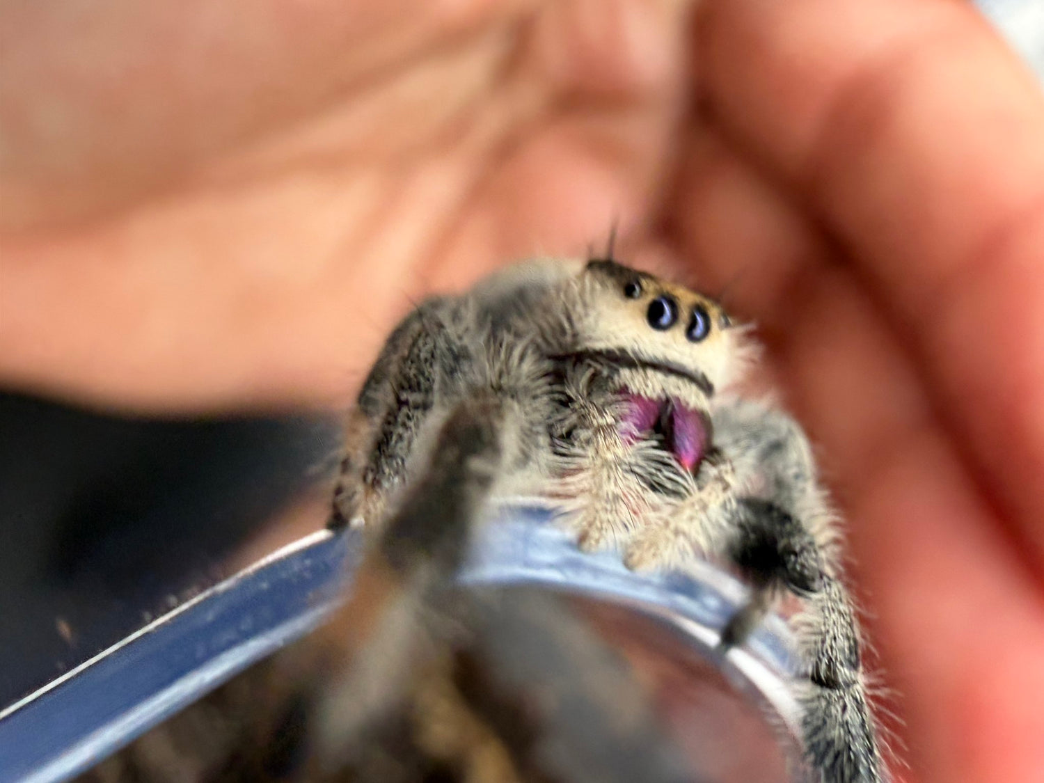 Regal Jumping Spider (Phidippus regius) 026 - 0.5-0.9" body (Juvenile/Adult) WC photo 2