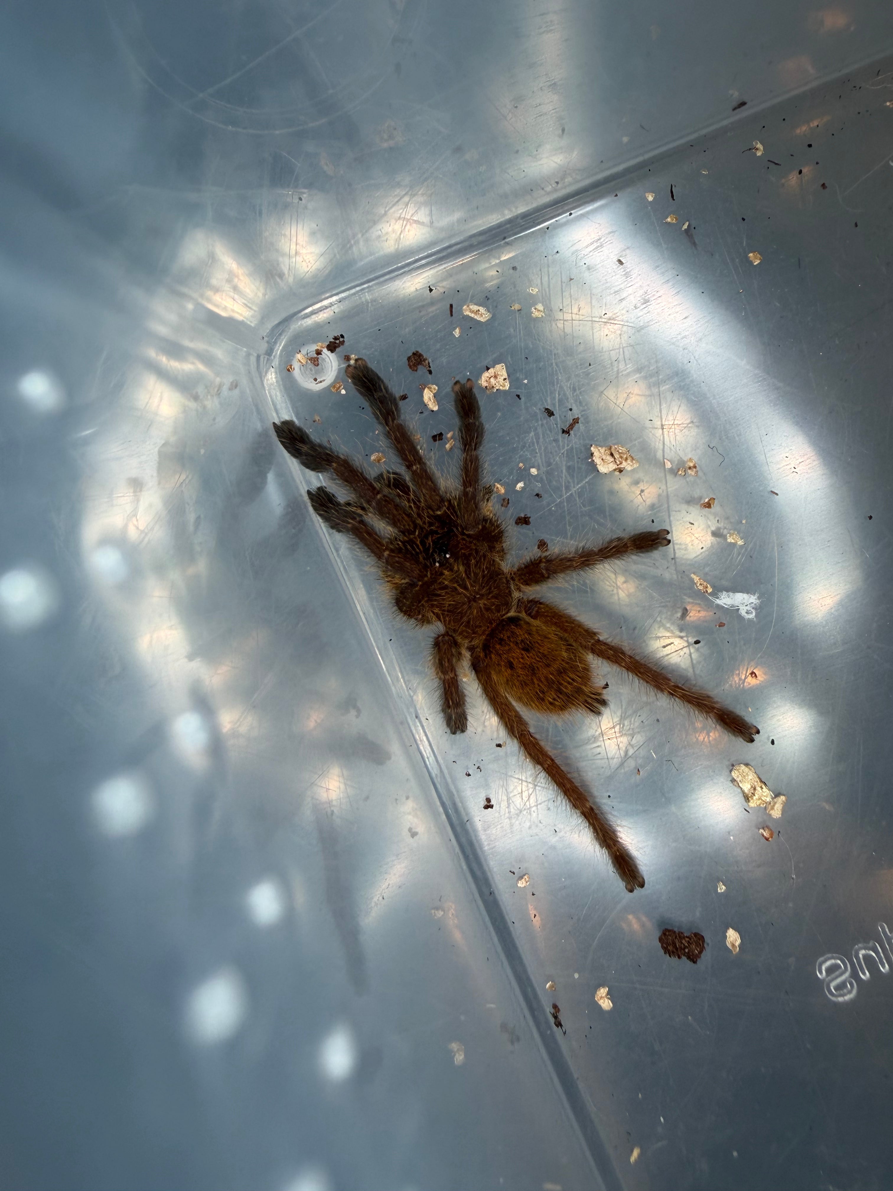 Usambara Orange Starburst Tarantula (Pterinochilus murinus) - 1" (Sling)