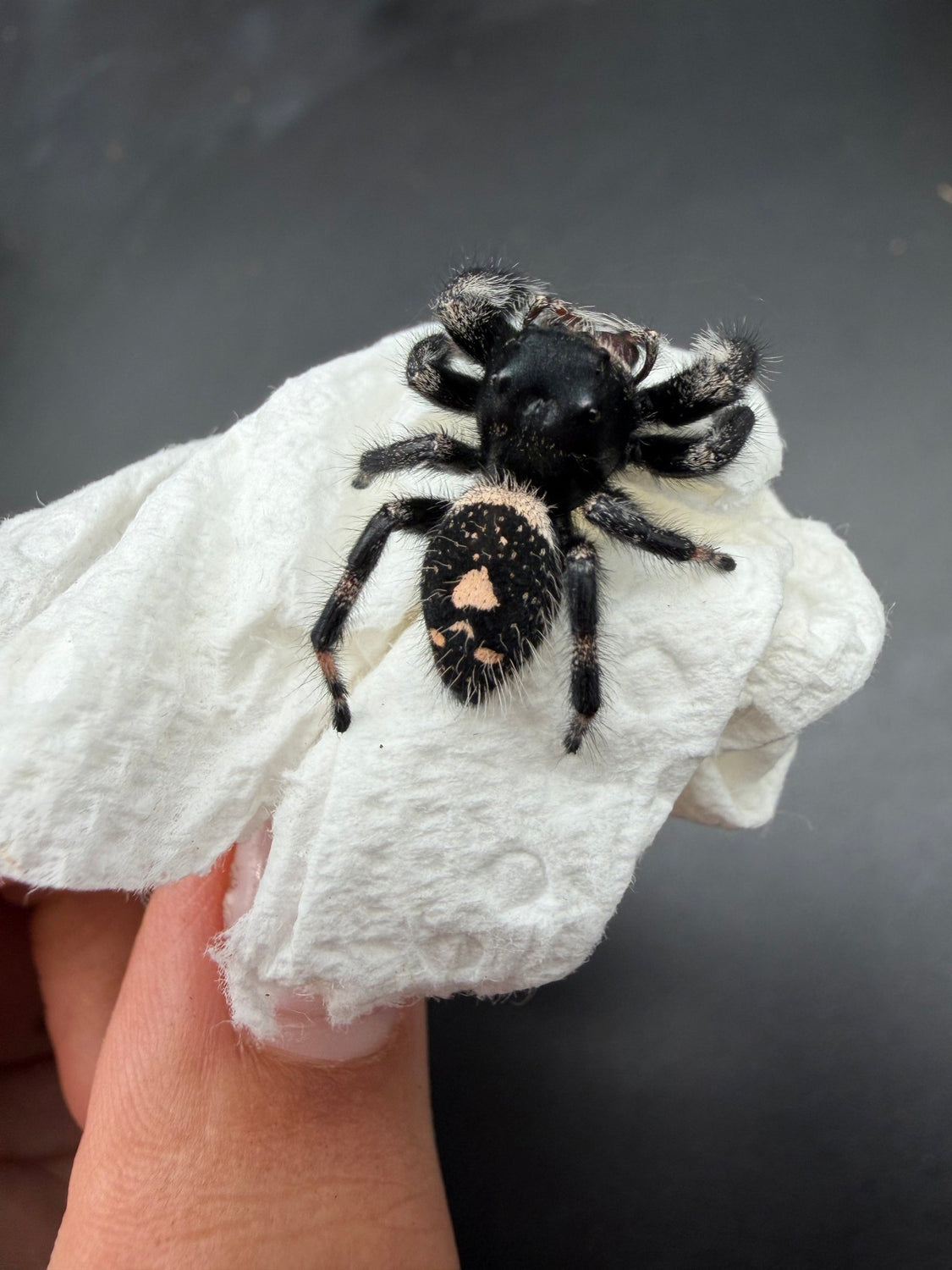 Regal Jumping Spider (Phidippus regius) 029 - 0.5-0.9" body (Juvenile/Adult) WC photo 3