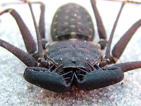 Florida Tailless Whipspider (Phrynus marginemaculatus) - 3/8-3/4" body (Mixed Sizes WC)