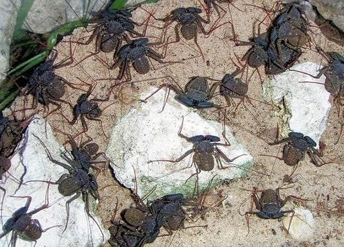 Florida Tailless Whipspider (Phrynus marginemaculatus) - 3/8-3/4" body (Mixed Sizes WC) photo 2