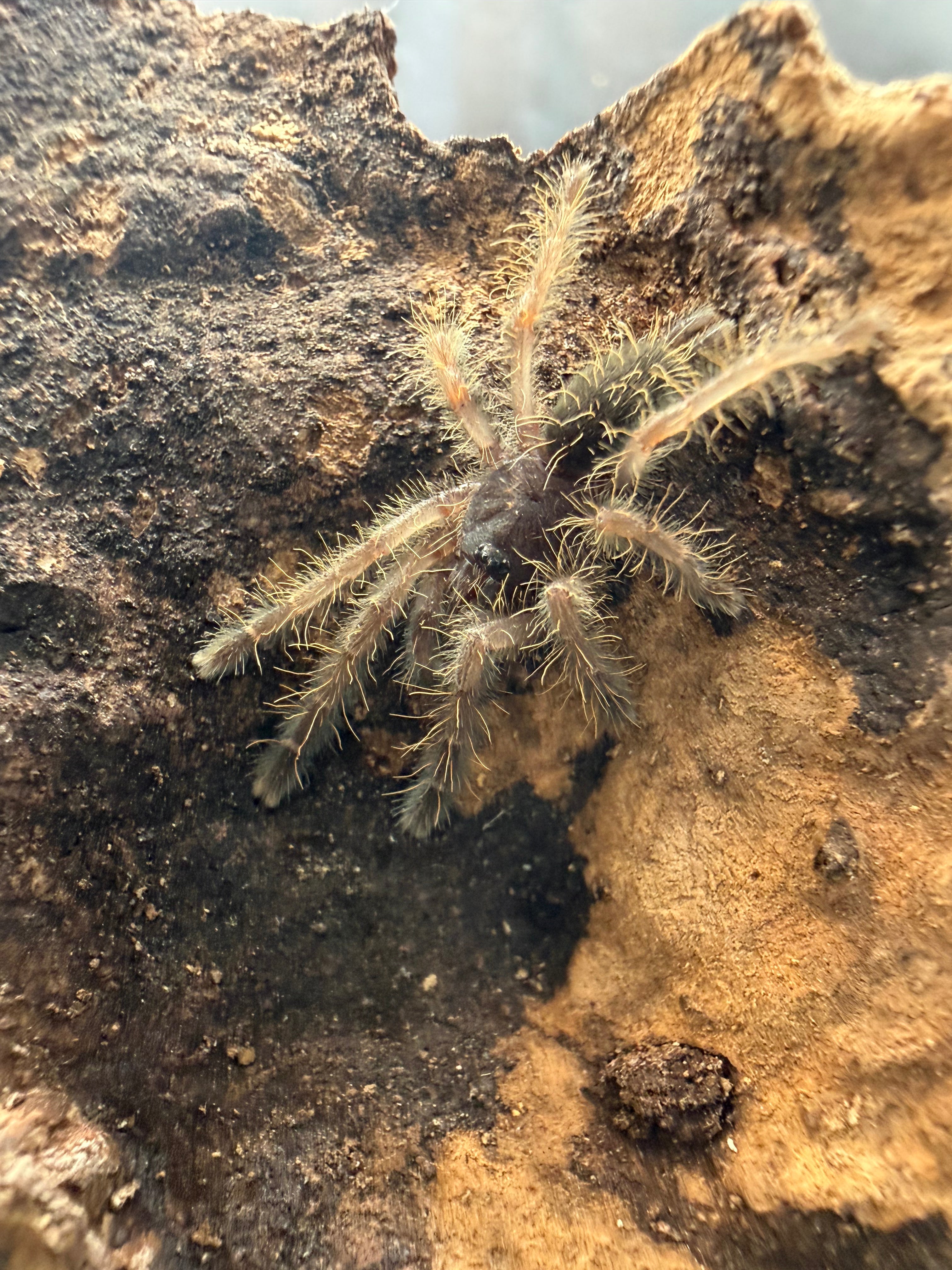Peach Earth Tiger Tarantula (Aspinochilus rufus) - 0.5" Sling photo 3