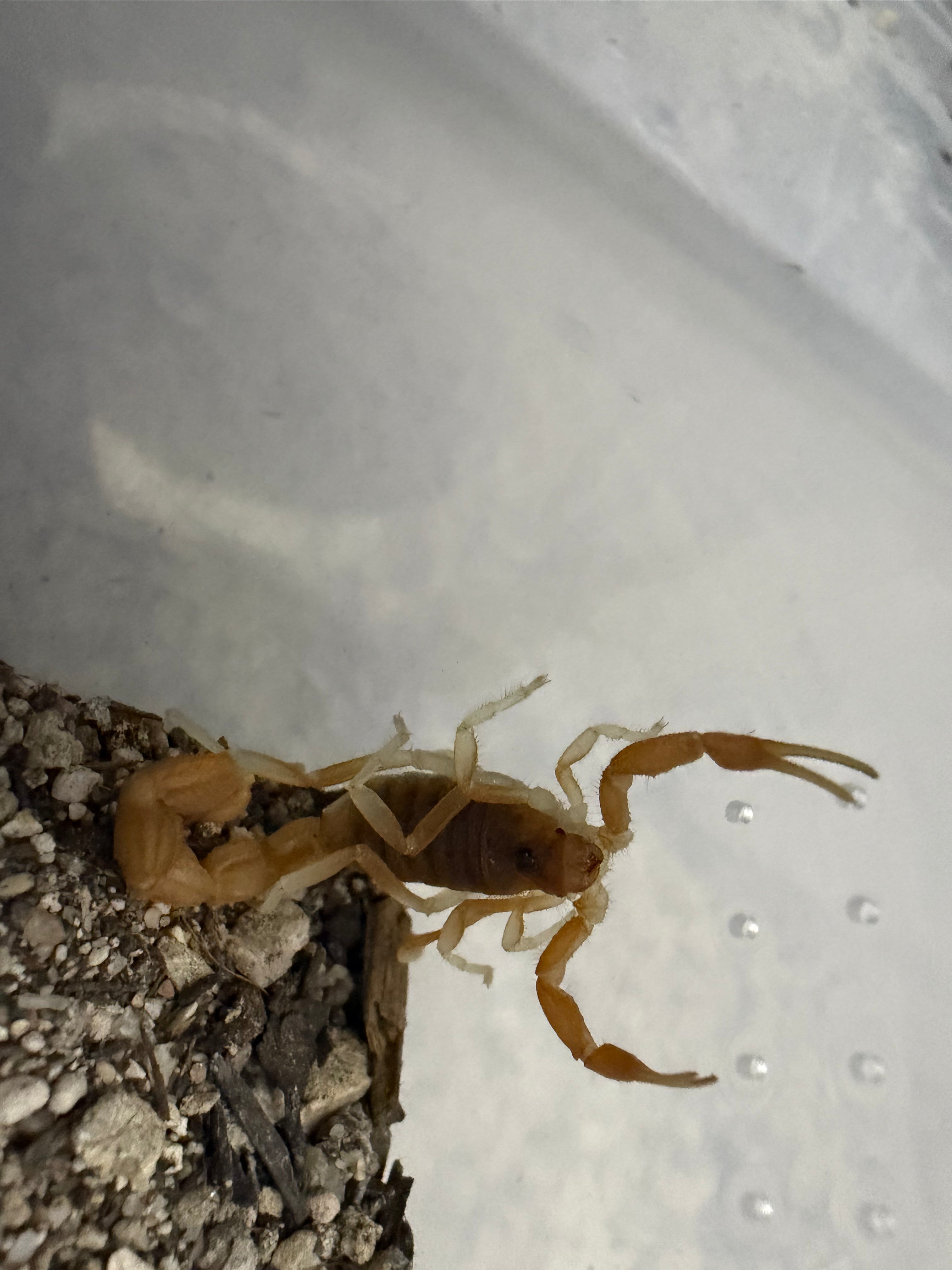 Mozambique Thicktail Scorpion (Parabuthus mossambicensis) - 0.5-0.75" (Scorpling)