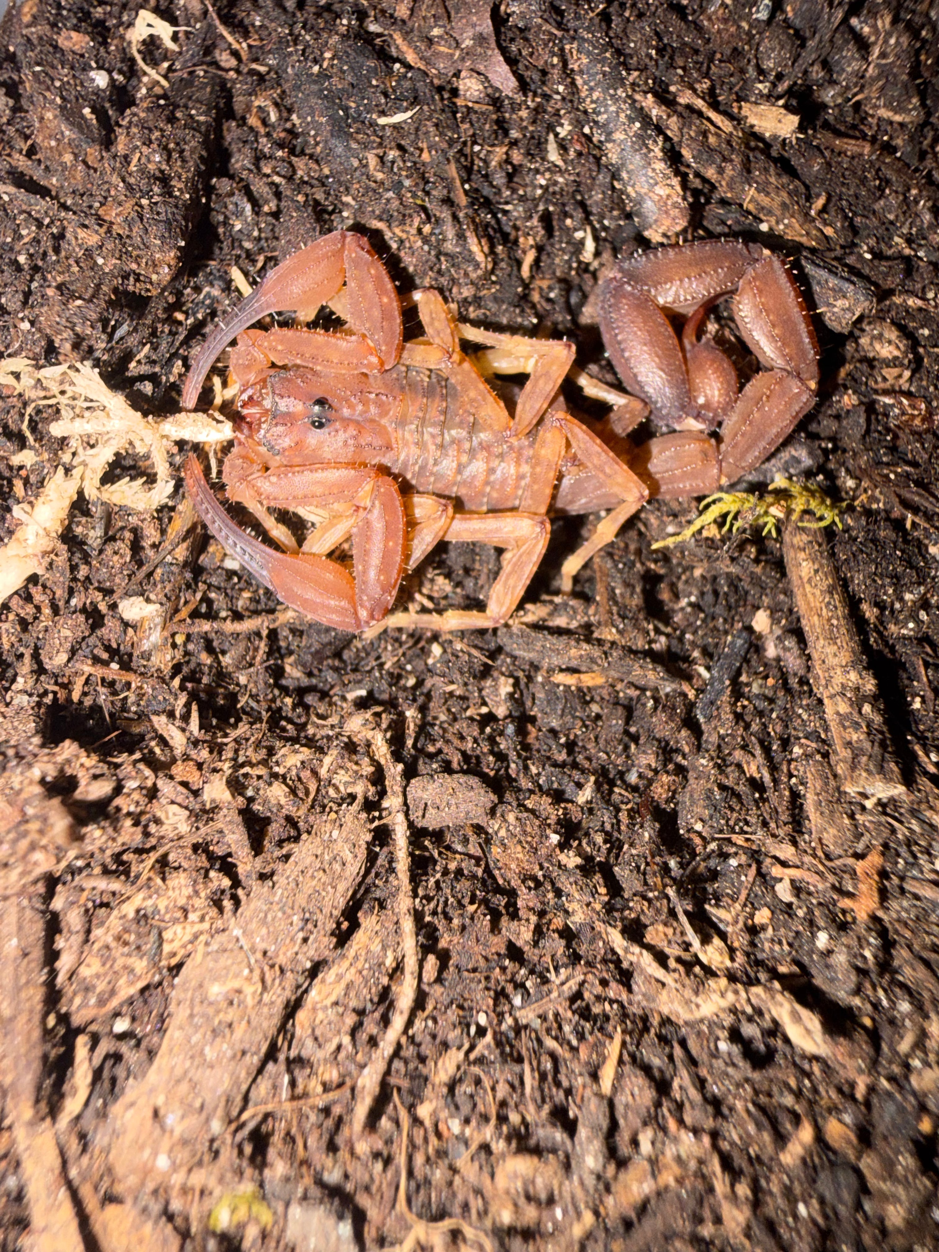 Magnificent Thick-tailed Scorpion (Androcottus magnimanus) - 0.5-0.75" (Scorpling) photo 2